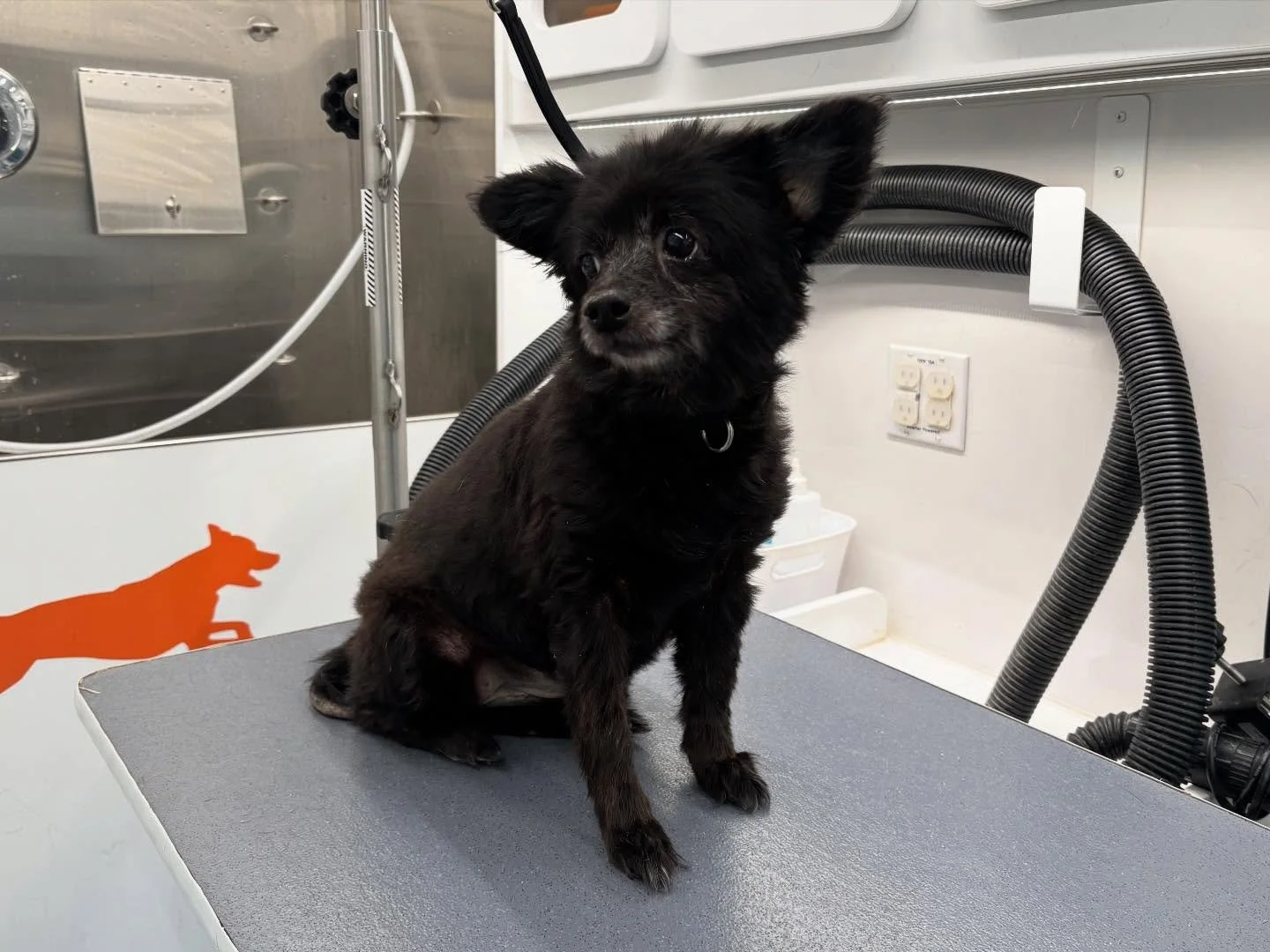 More baths and grooms from this week! 🥰🐾