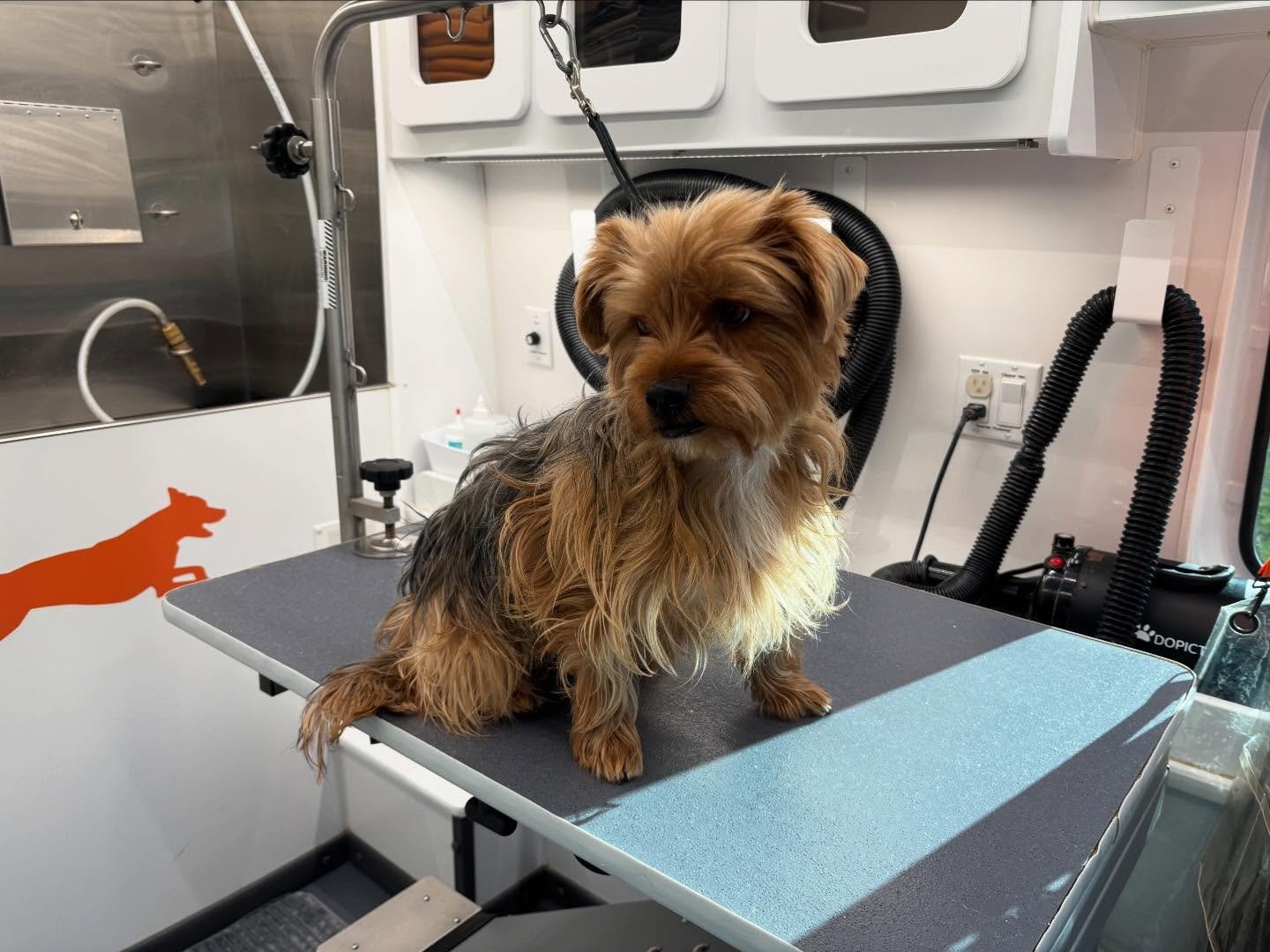 Some grooms this past week 😍🐾