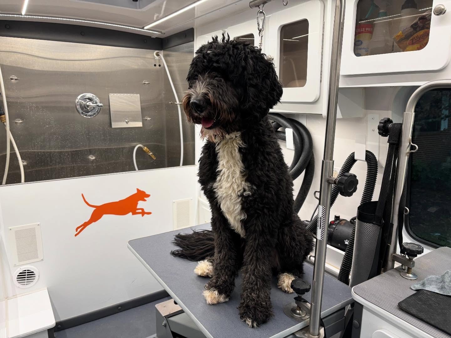 Last weeks groom appointments 🥰🐾