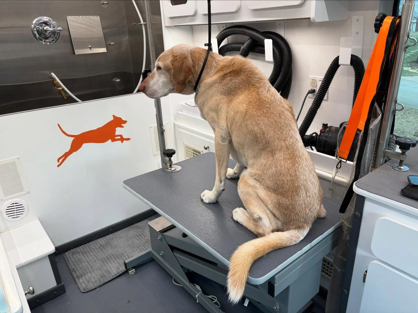 Some of this past weeks appointments 🥰🐾