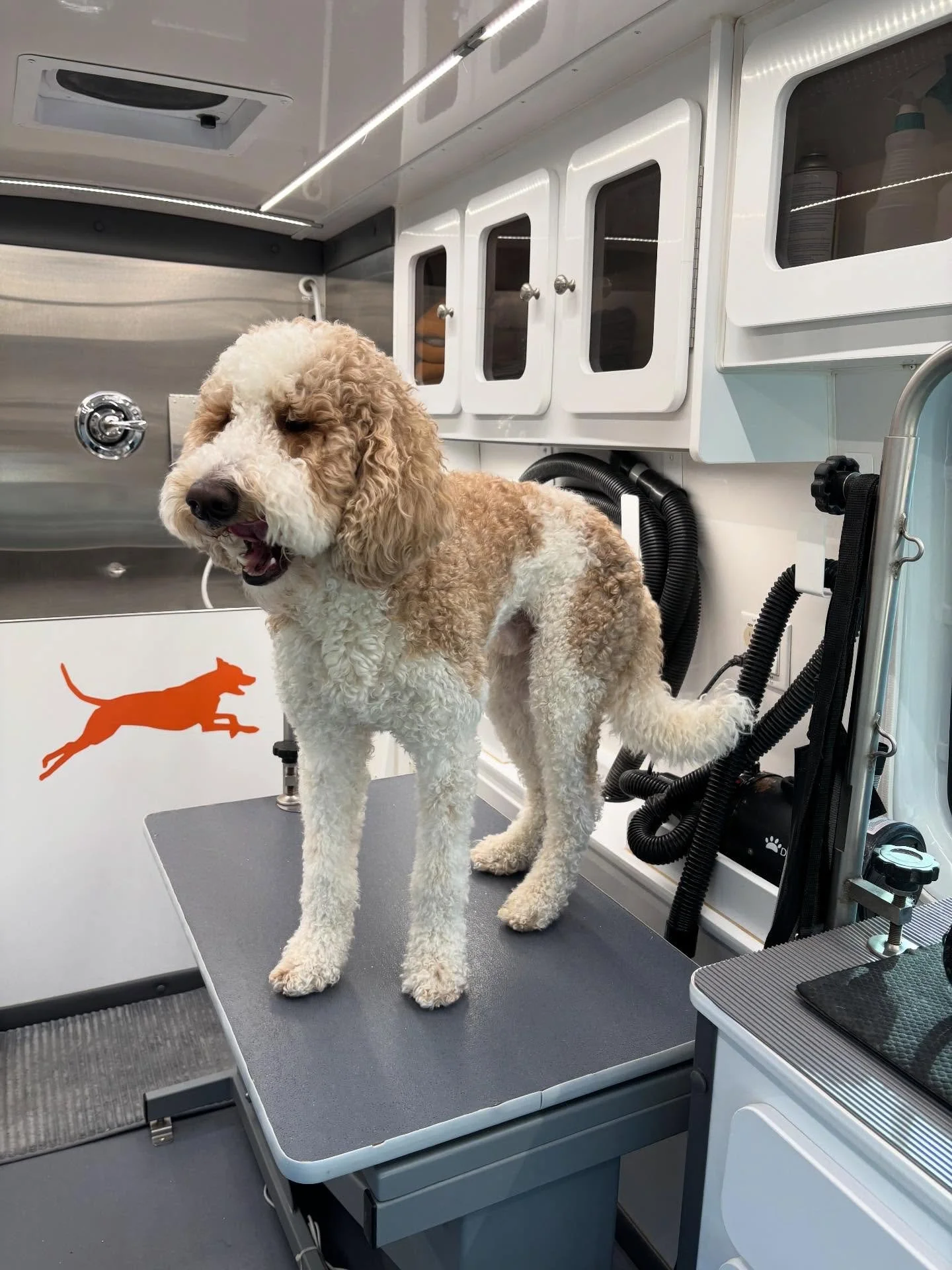 Some more friends from this past week! ❤️🐾