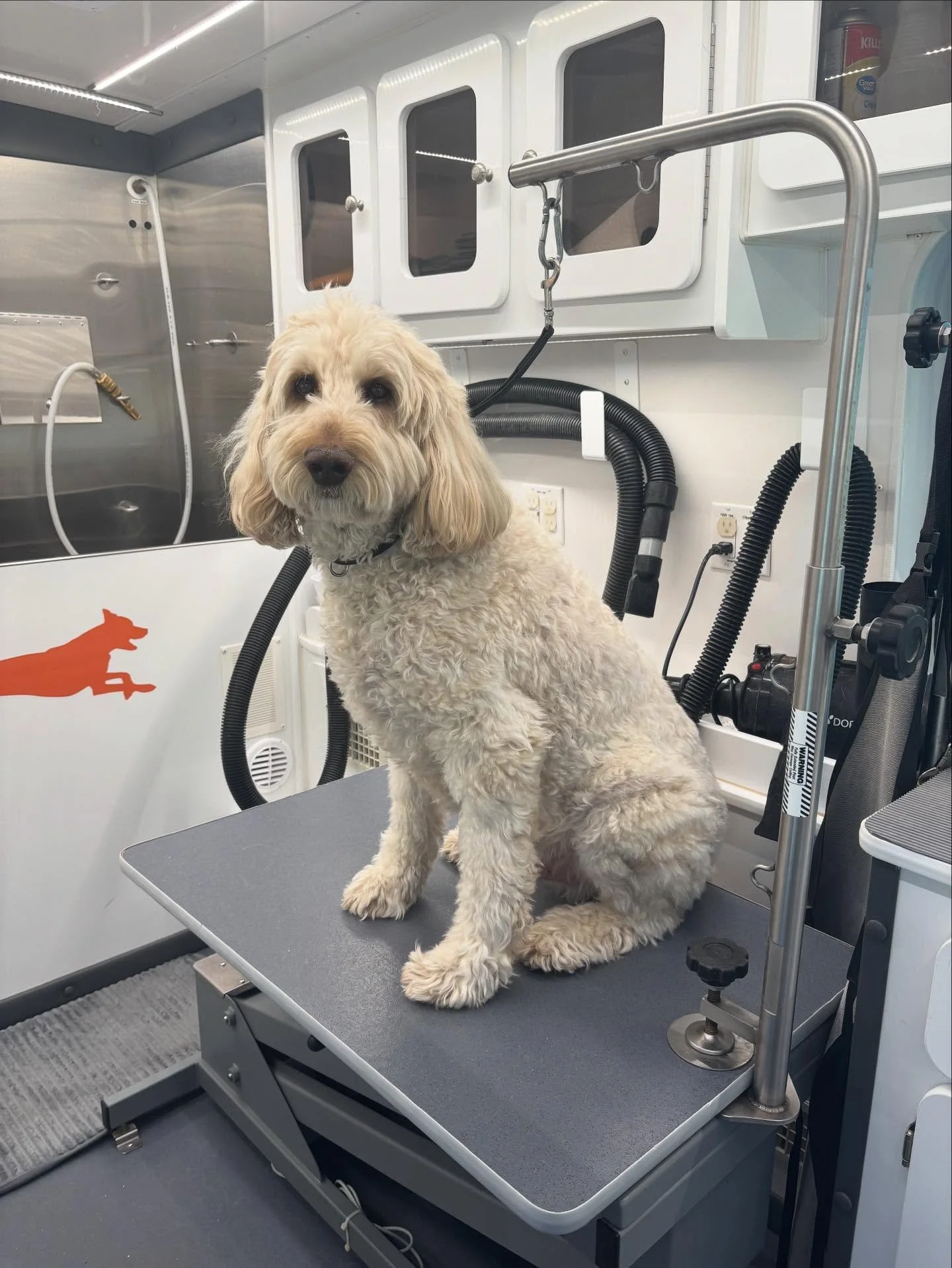 Furry friends from last week ❤️🐾