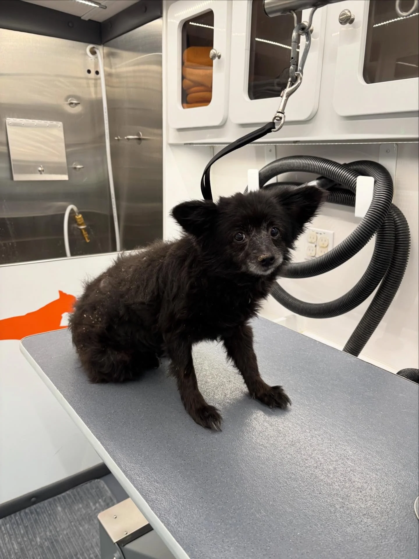 More of our grooms and baths from this past week 🥰🐾🐶