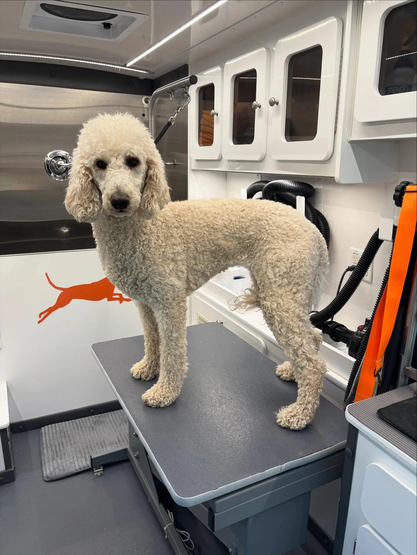 Some of this weeks furry friends 🐾🐶