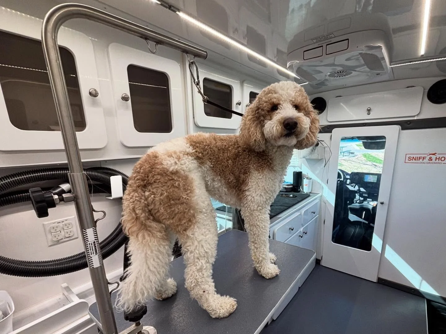 Fluffed up and looking fabulous 🥰🐾