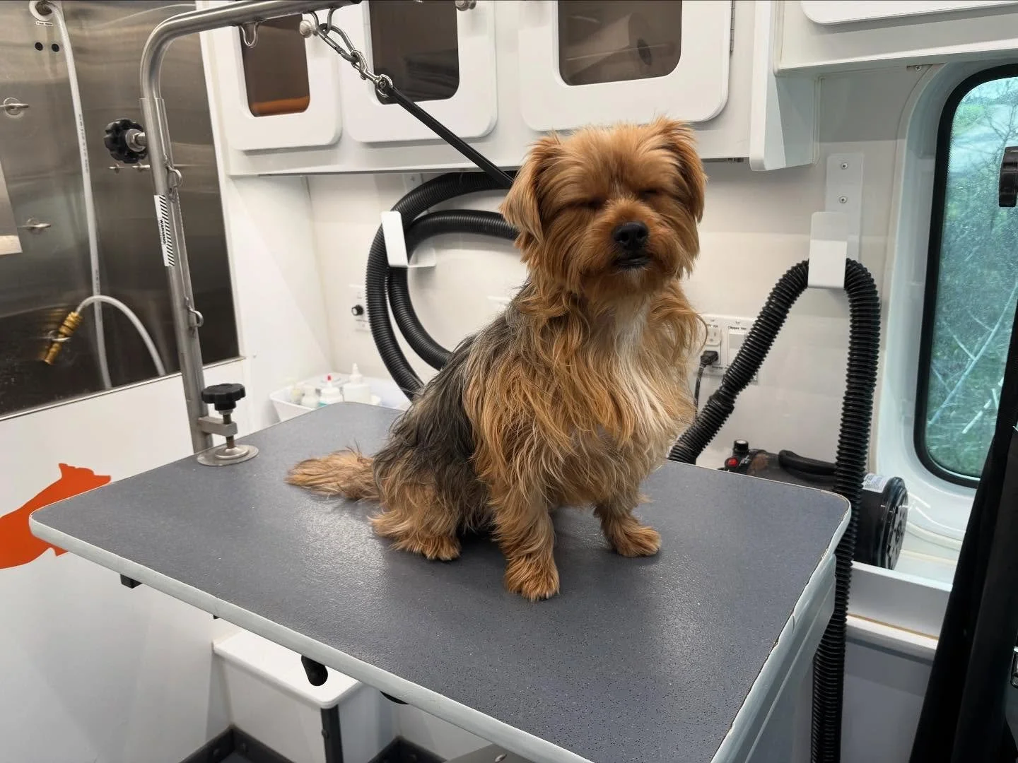 Freshly groomed and looking good! 🐾🐶