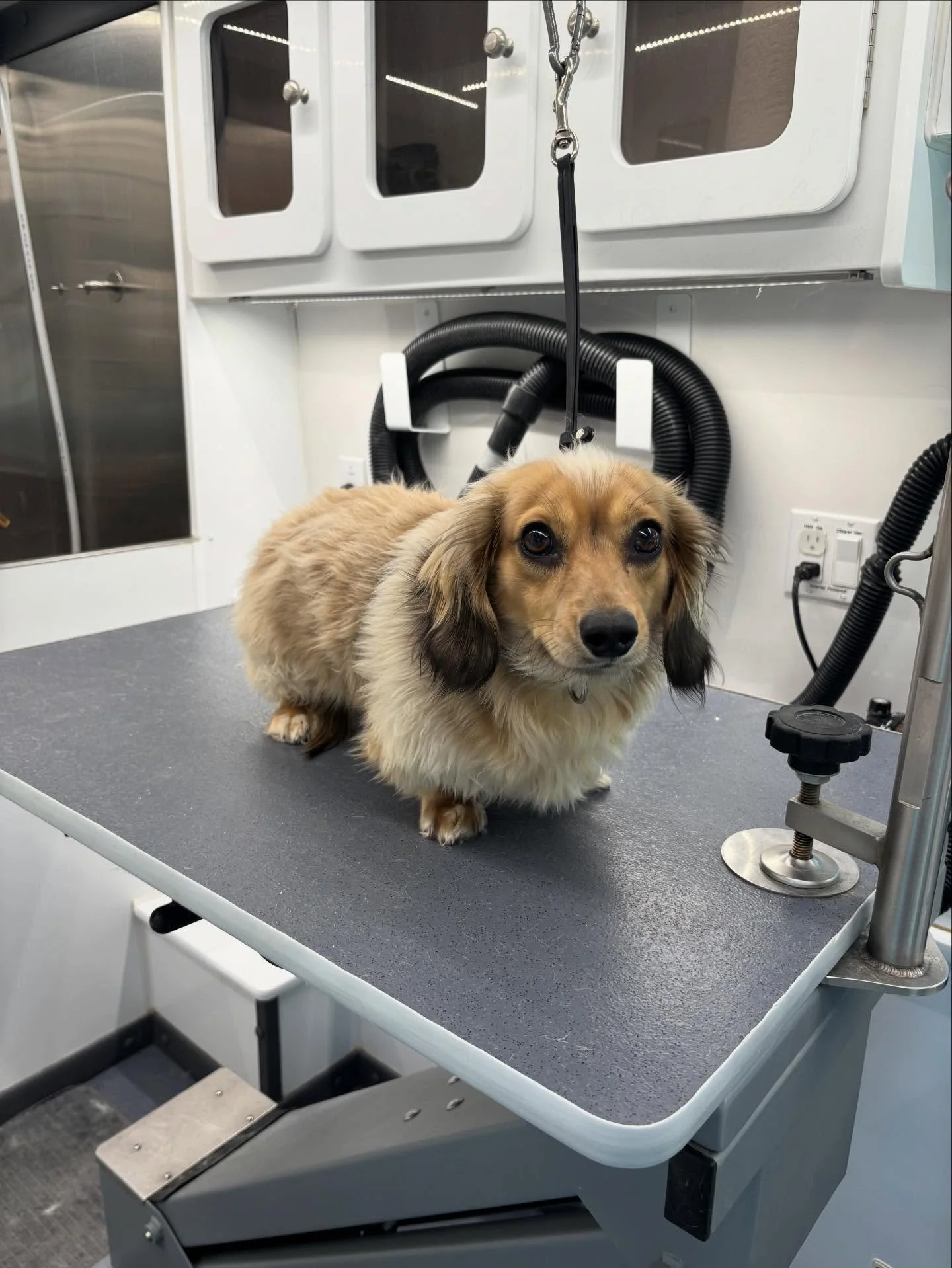 Champ was such a champ for his first grooming with us! Of course we needed to keep his little mohawk!
