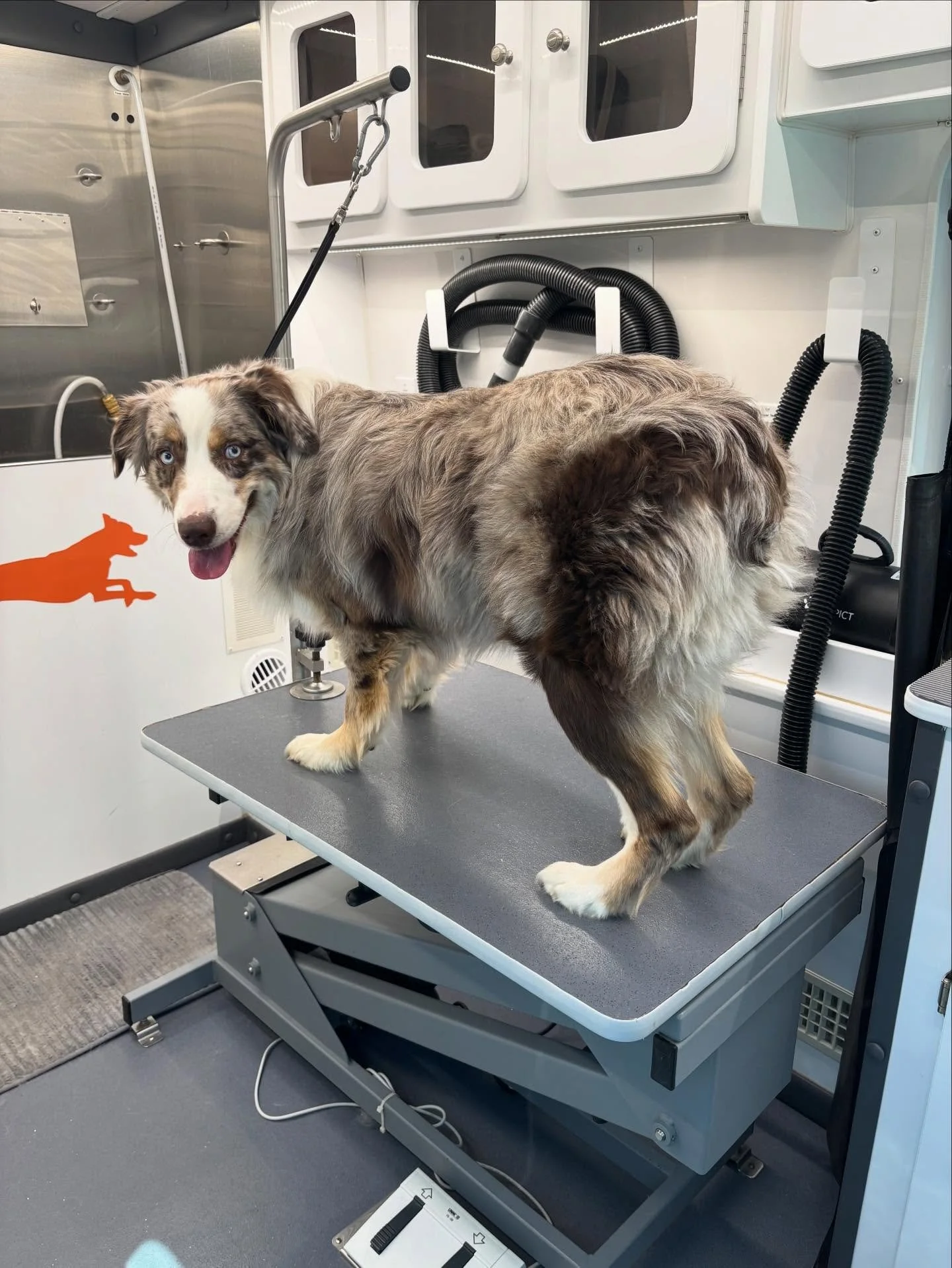 Duke had quite a lot of impacted undercoat, but he ended his appointment feeling light and fresh!