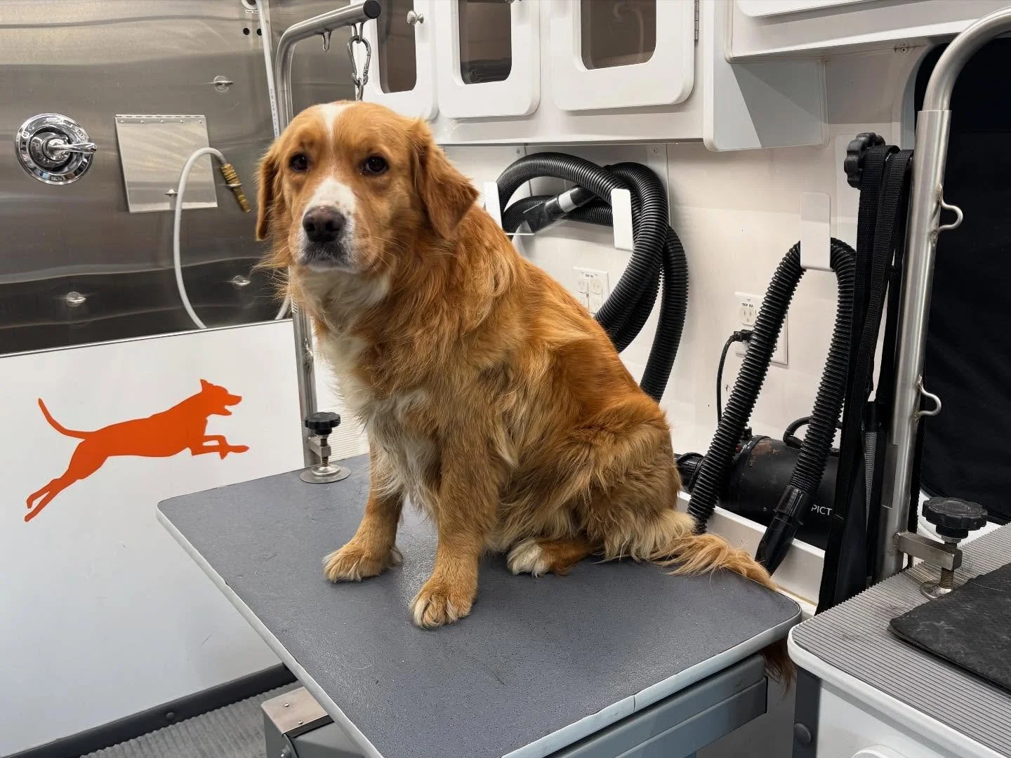 Oakley has a lot of fun bathing himself in the creek and running around all day - but we cleaned him up nicely!