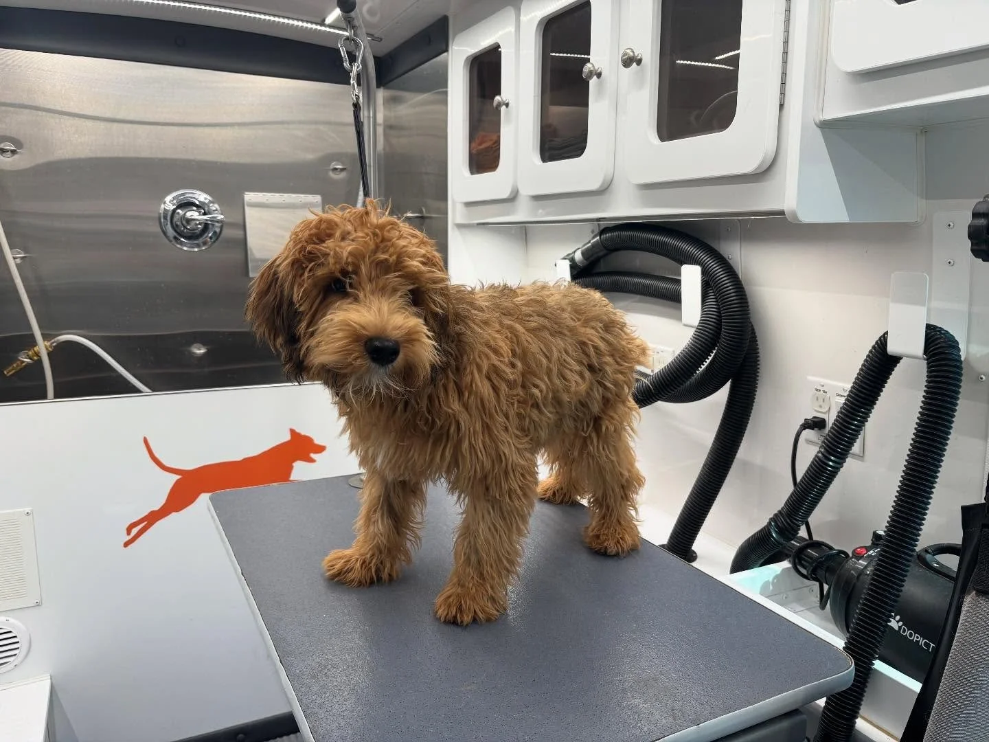 Louie had her first full groom with us - she is ready for the hot Tennessee weather! ☀️