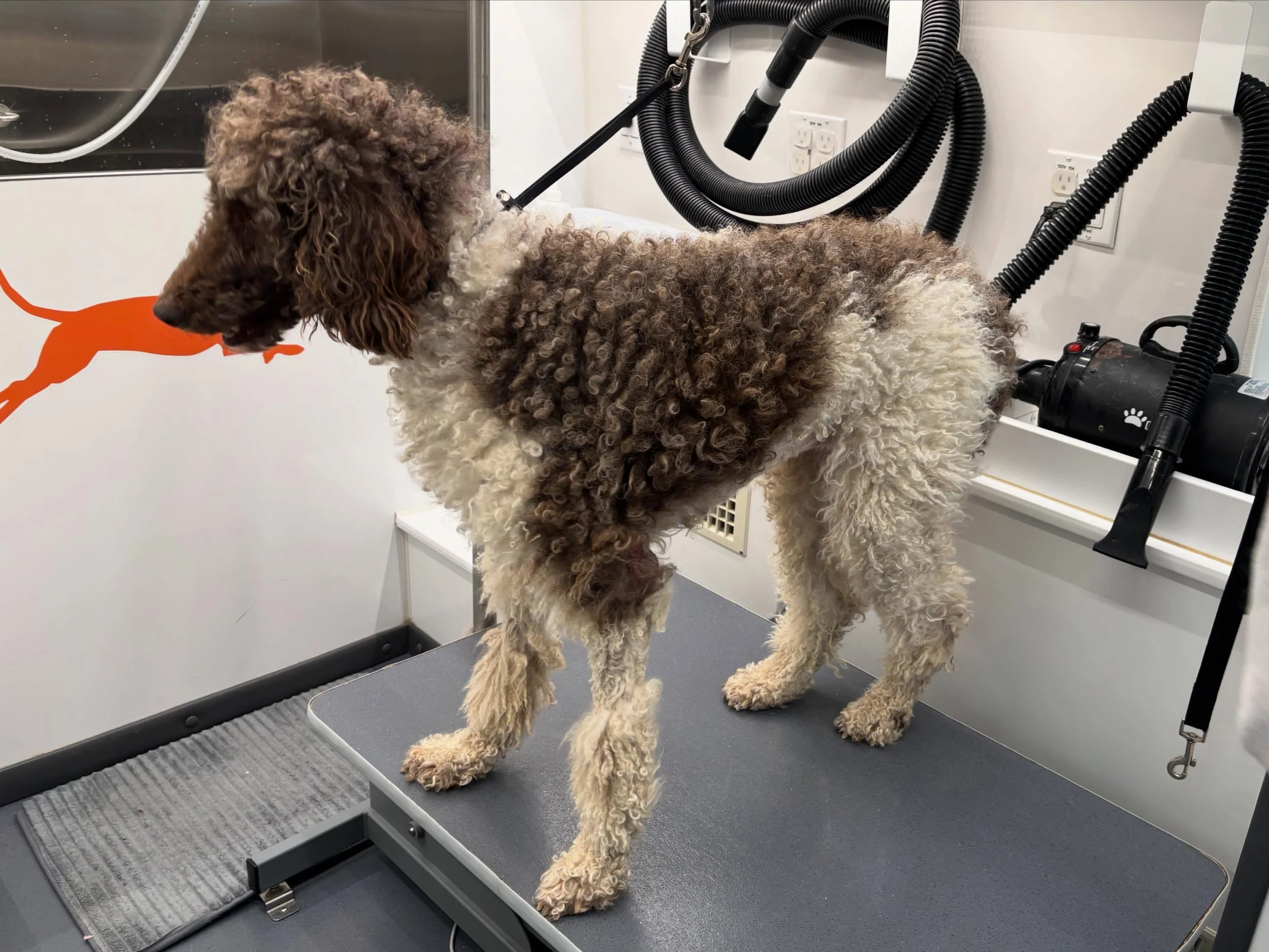 Greta the Standard Poodle had quite a bit of matting when we saw her, but we think she finished looking like a million bucks!
