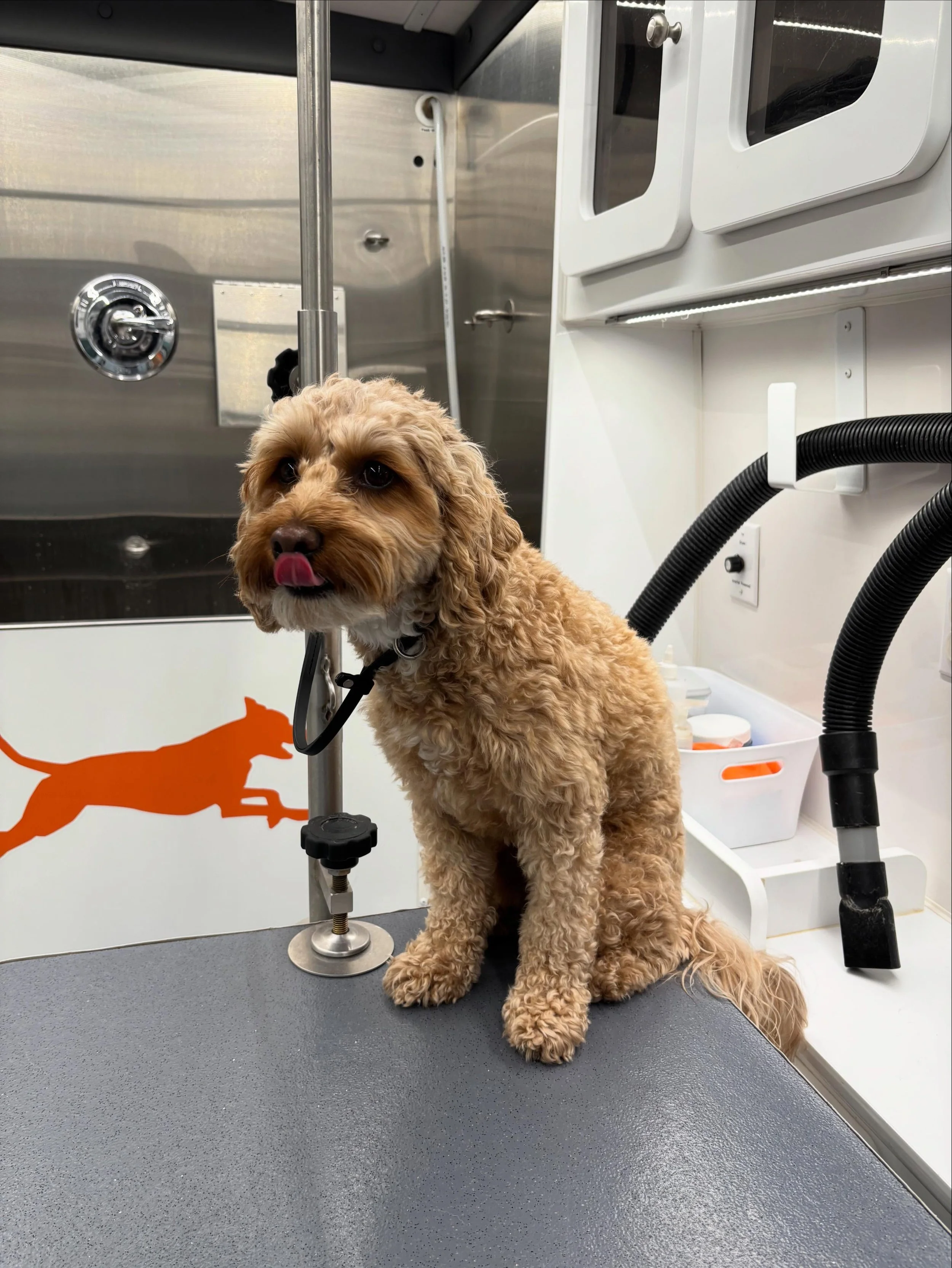 Cooper got his summer cut with us - how cute is he?!
