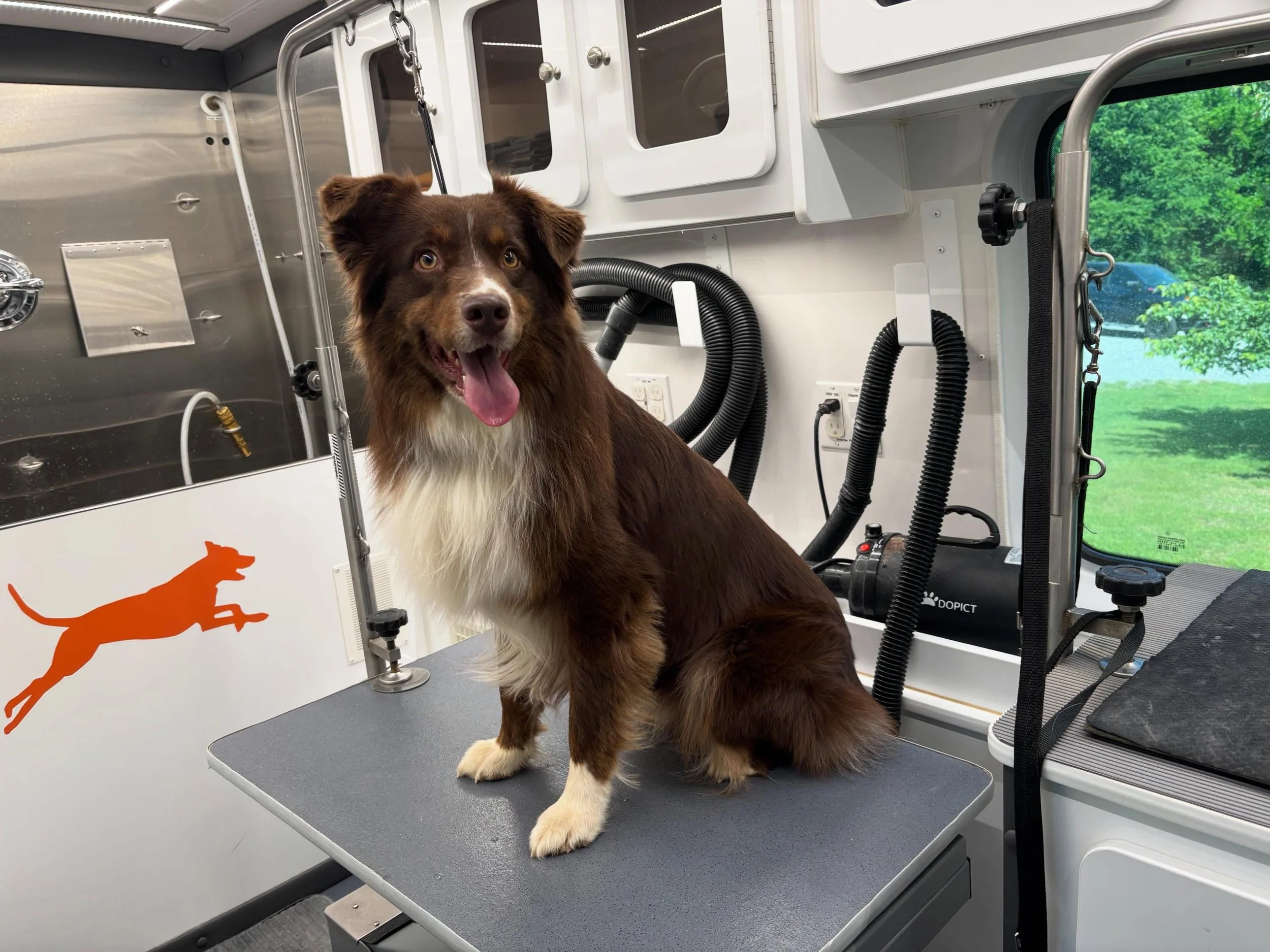 Walnut got his first Mini Groom with us - he is looking very dapper and all cleaned up!