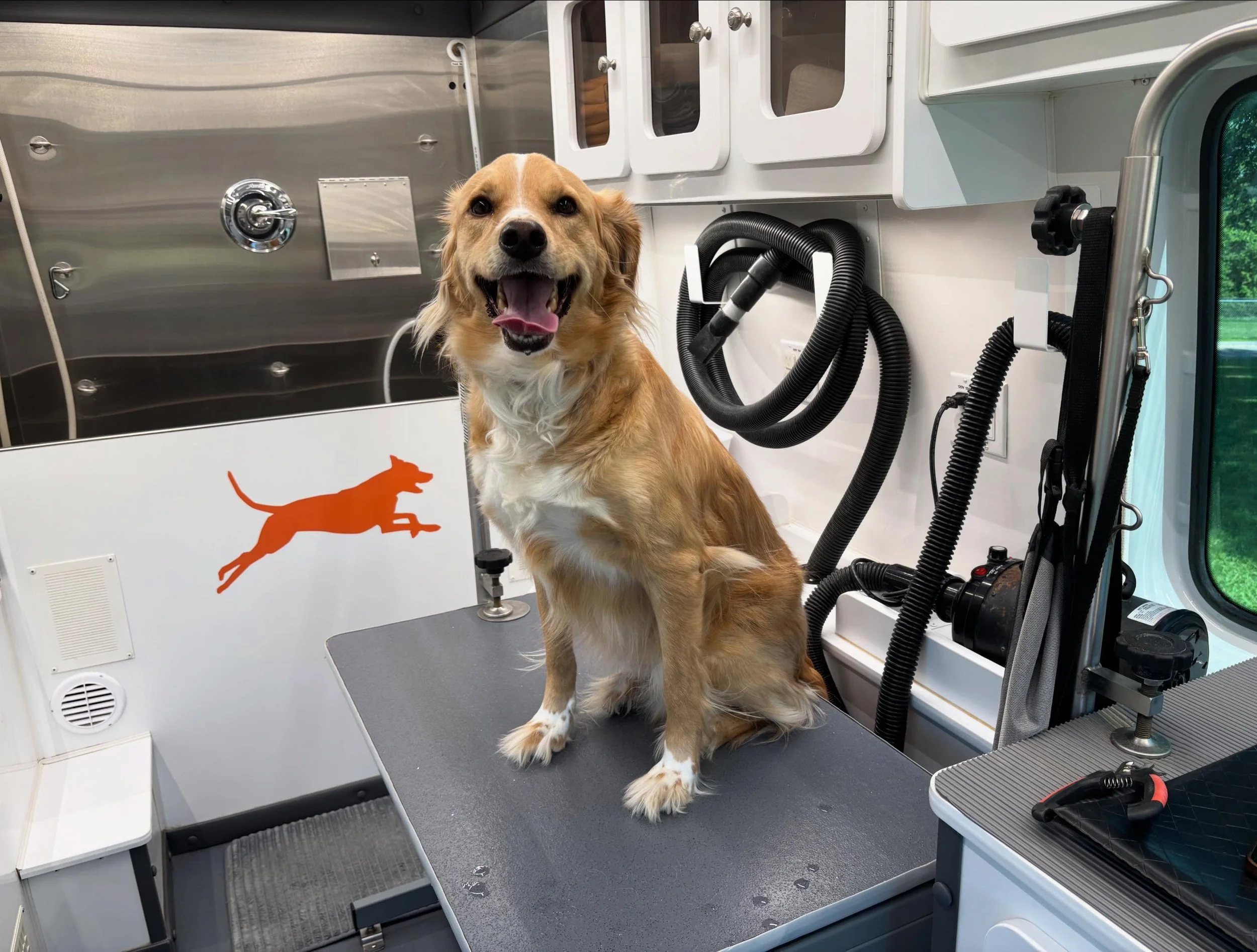 Dakota got his spring clean up today 🥰🐕