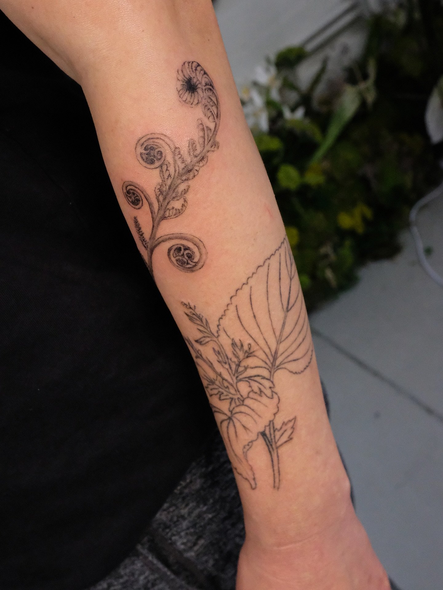 gosari 고사리 (fiddlehead fern) for Jane 
made @bituinstudio 

above ~1 yr healed kkaenip 깻잎 (perilla)
last img: ~1 yr healed California poppy 꽃 

thank you for your continued support! Always love catching up with you and adding on to your beautiful col