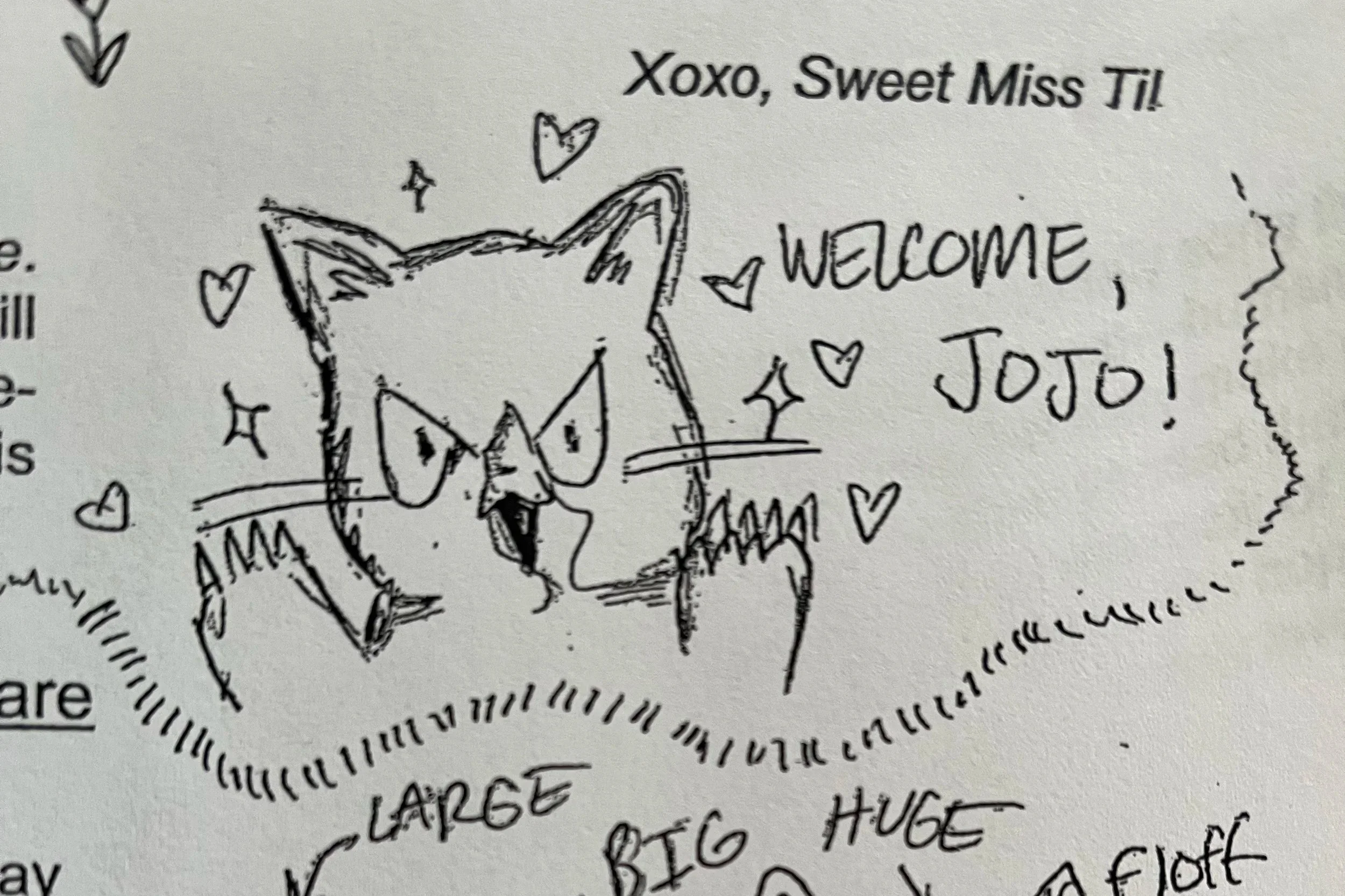 New Cat on 30th and Taylor: Jojo