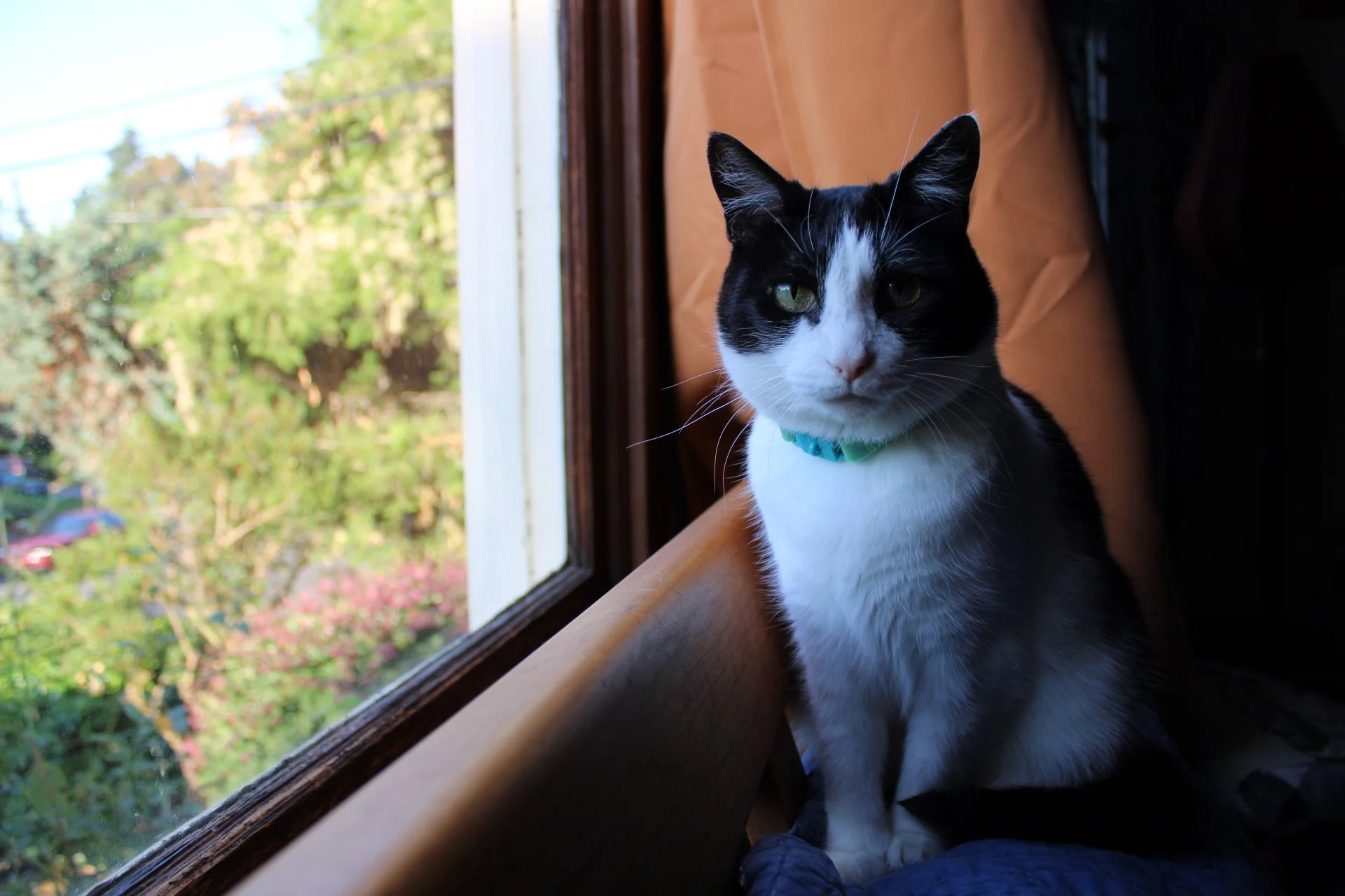 Celebrating Three Years of Cat News