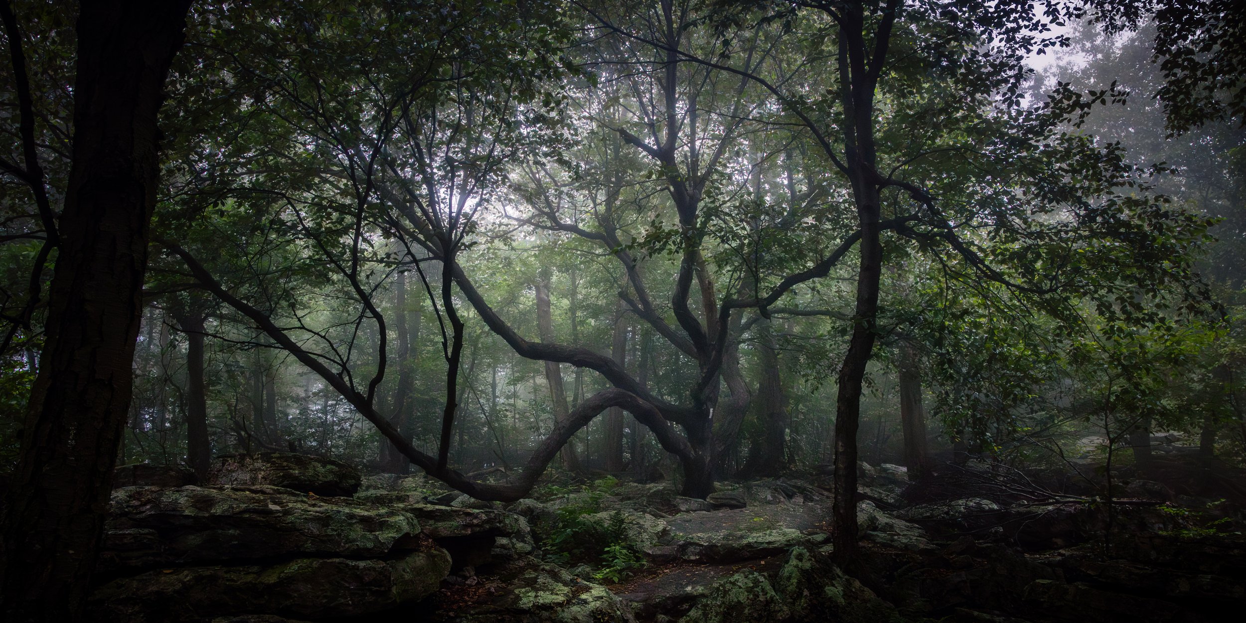 Great Tree