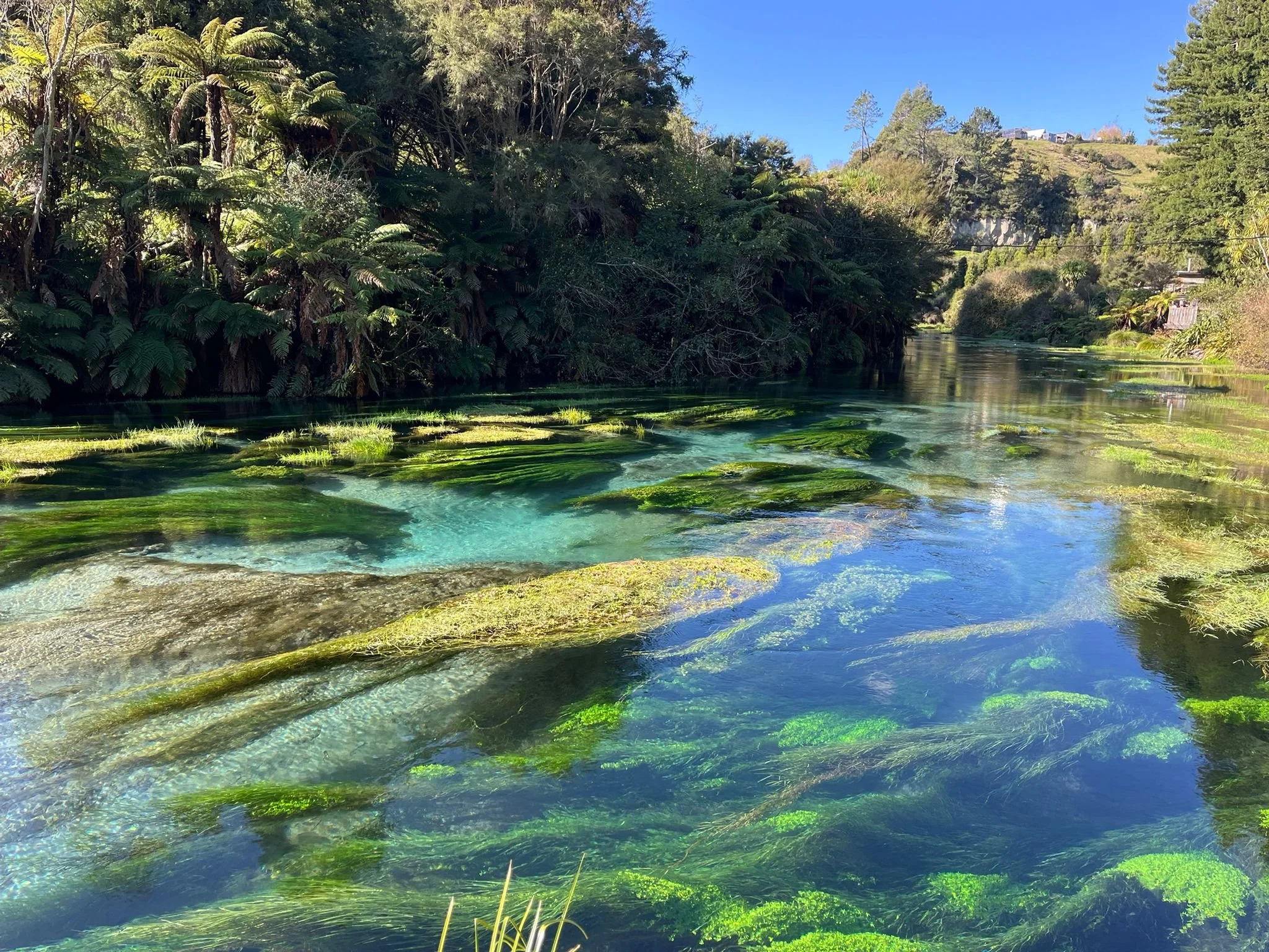 El hermoso paseo por el manantial azul de Te Waihou con Great North Tours