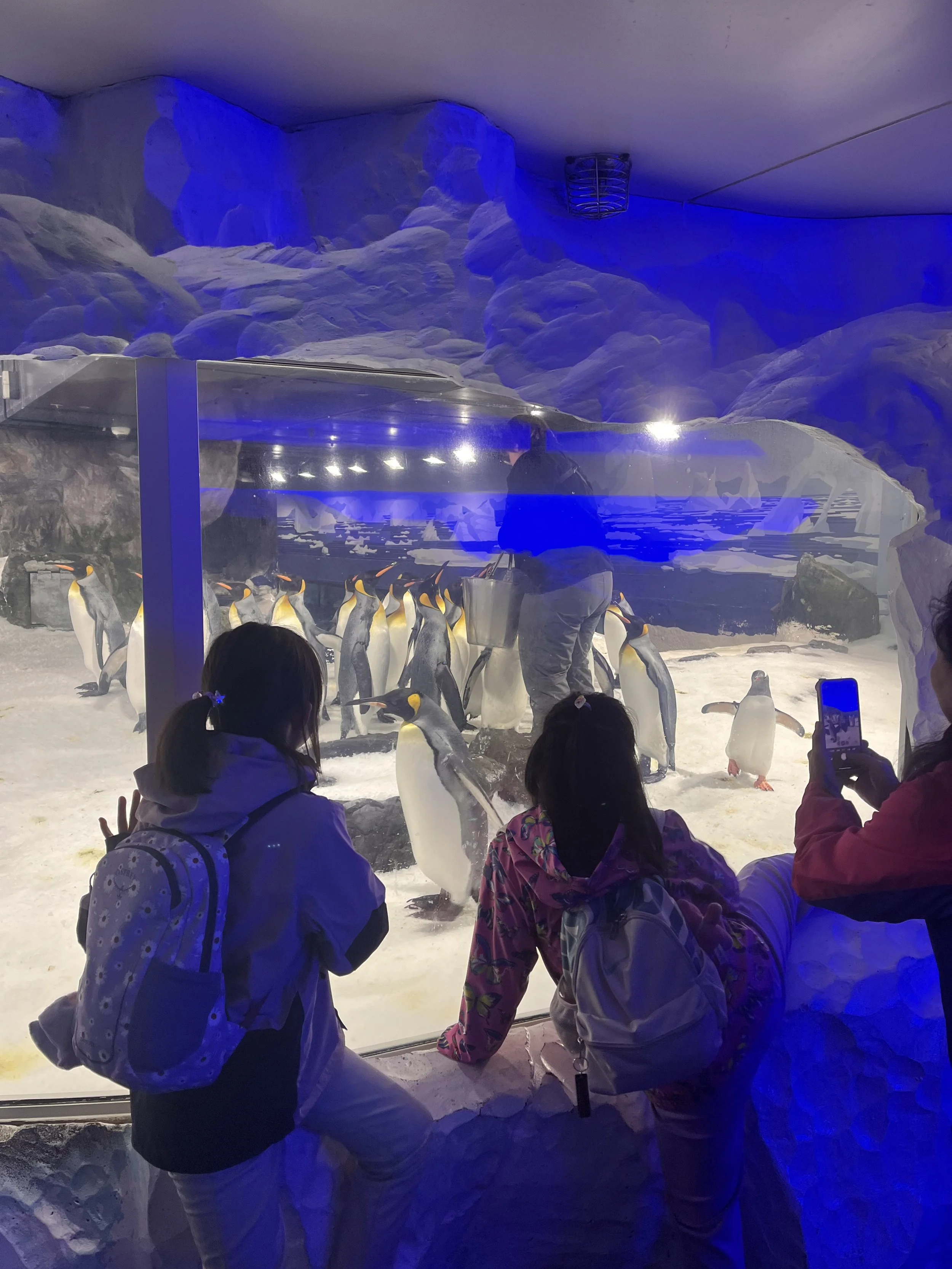 Kelly Tarltons Aquarium Penguins