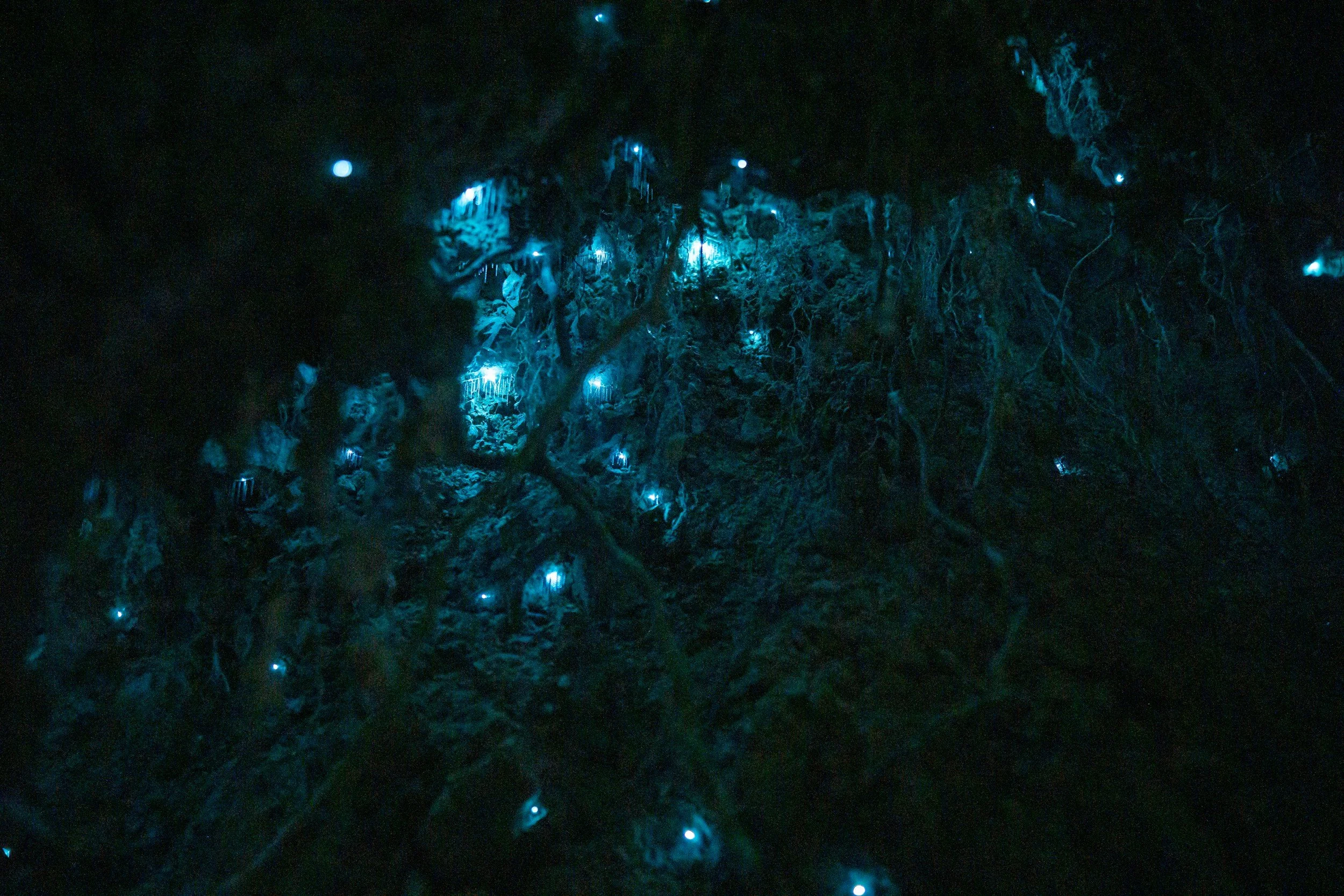 Waitomo Glow Worm Caves