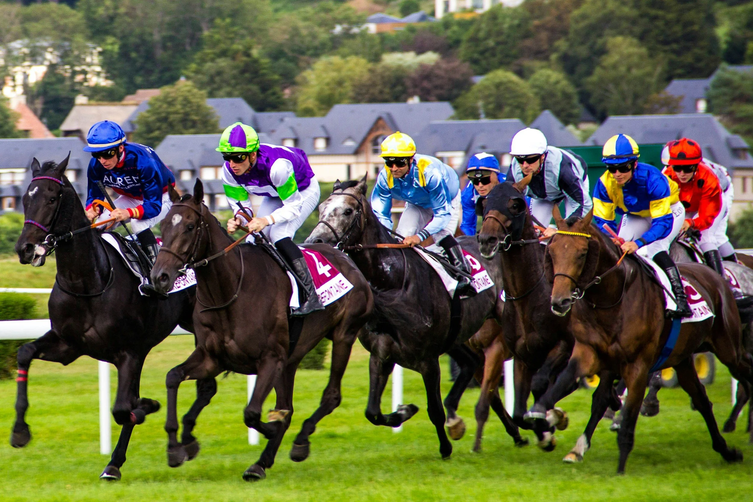 Horse Racing NZ Tour