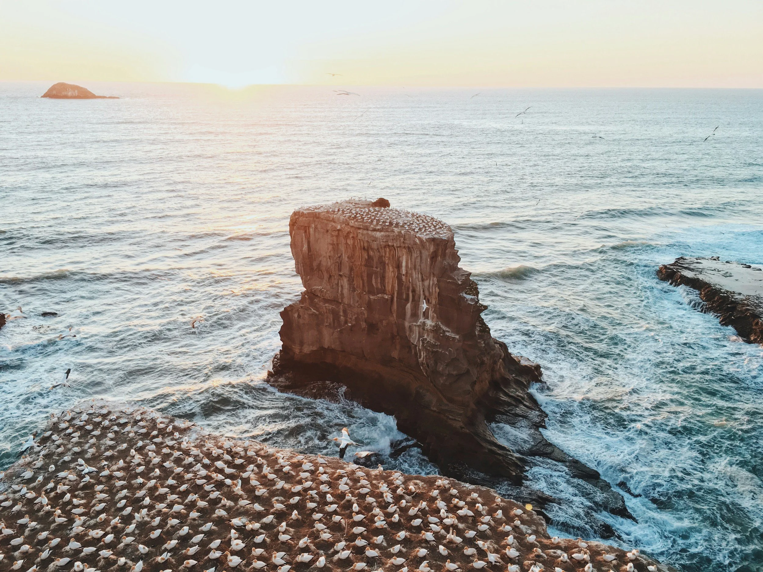 La colonie de fous de Bassan au sommet d'une falaise &agrave; Muriwai Beach. Visite de la c&ocirc;te ouest d'Auckland avec Great North Tours.