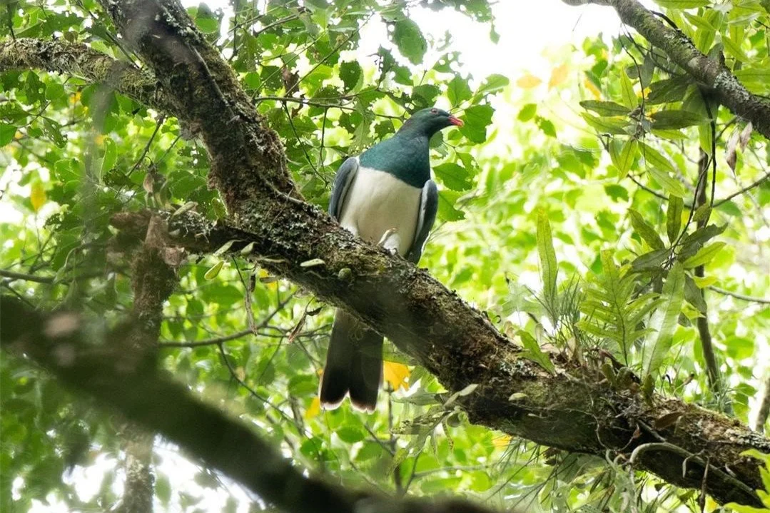 R&eacute;serve faunique antiparasitaire de Maungatautari. Visites &eacute;cologiques et d'observation des oiseaux par Great North Tours.