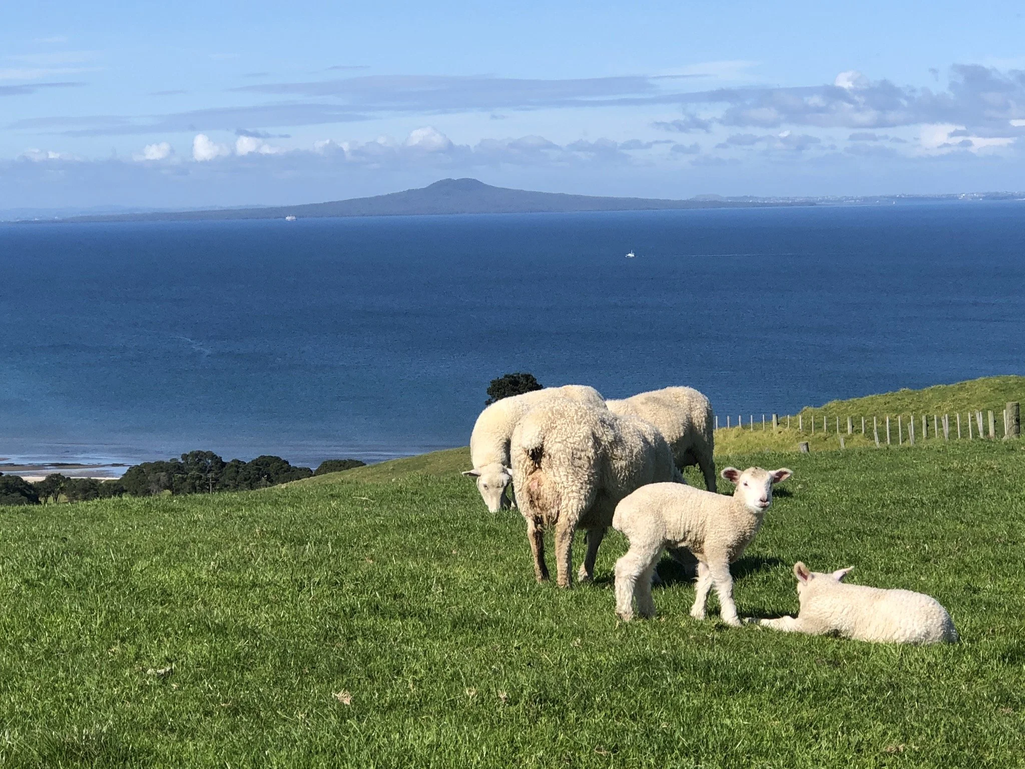 Sheep Shakespear Regional Park Tour Auckland