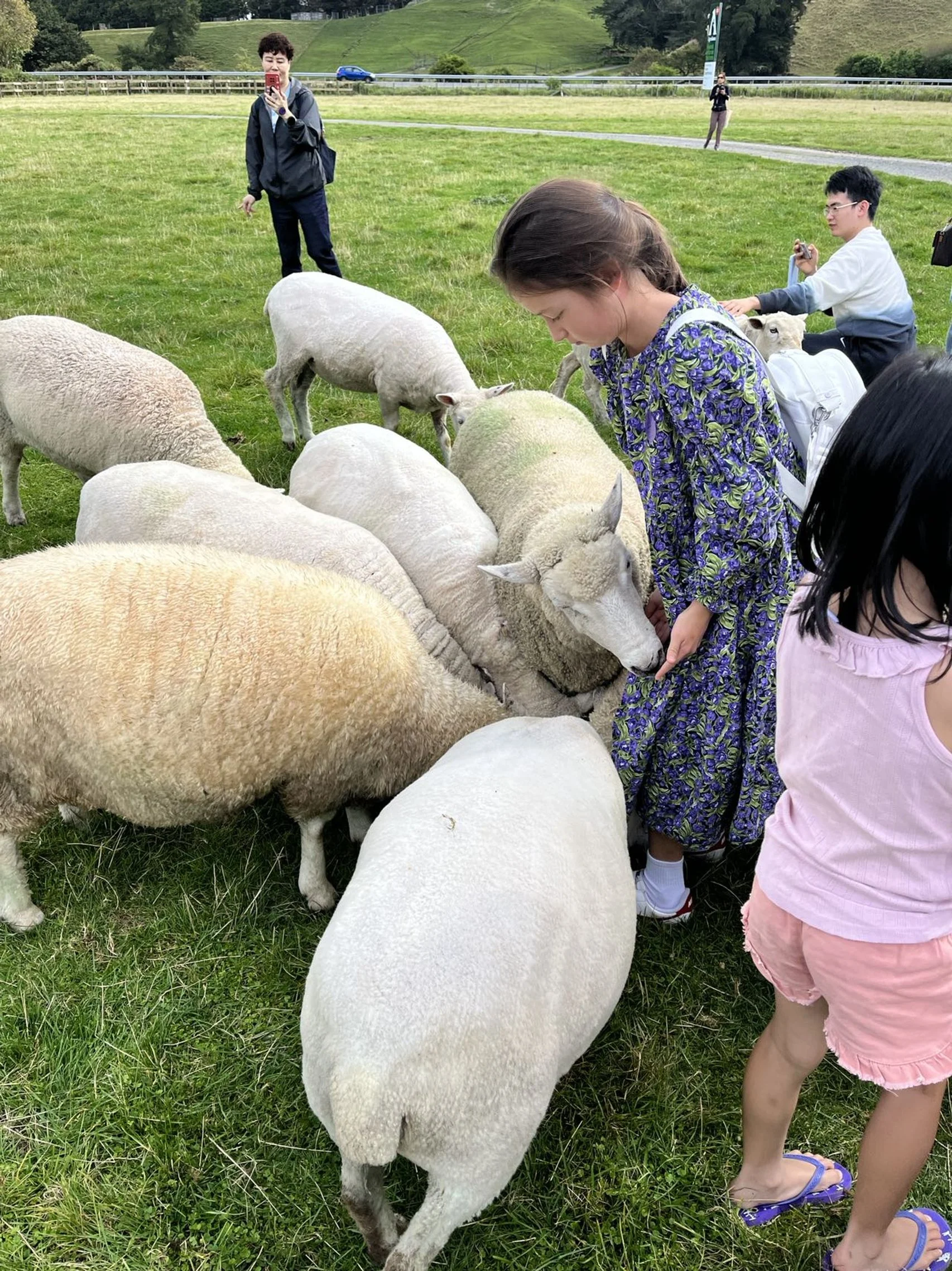 Tonte de moutons vivants et exposition agricole &agrave; l'Agrodome Rotorua. Visites priv&eacute;es premium adapt&eacute;es aux familles par Great North Tours.