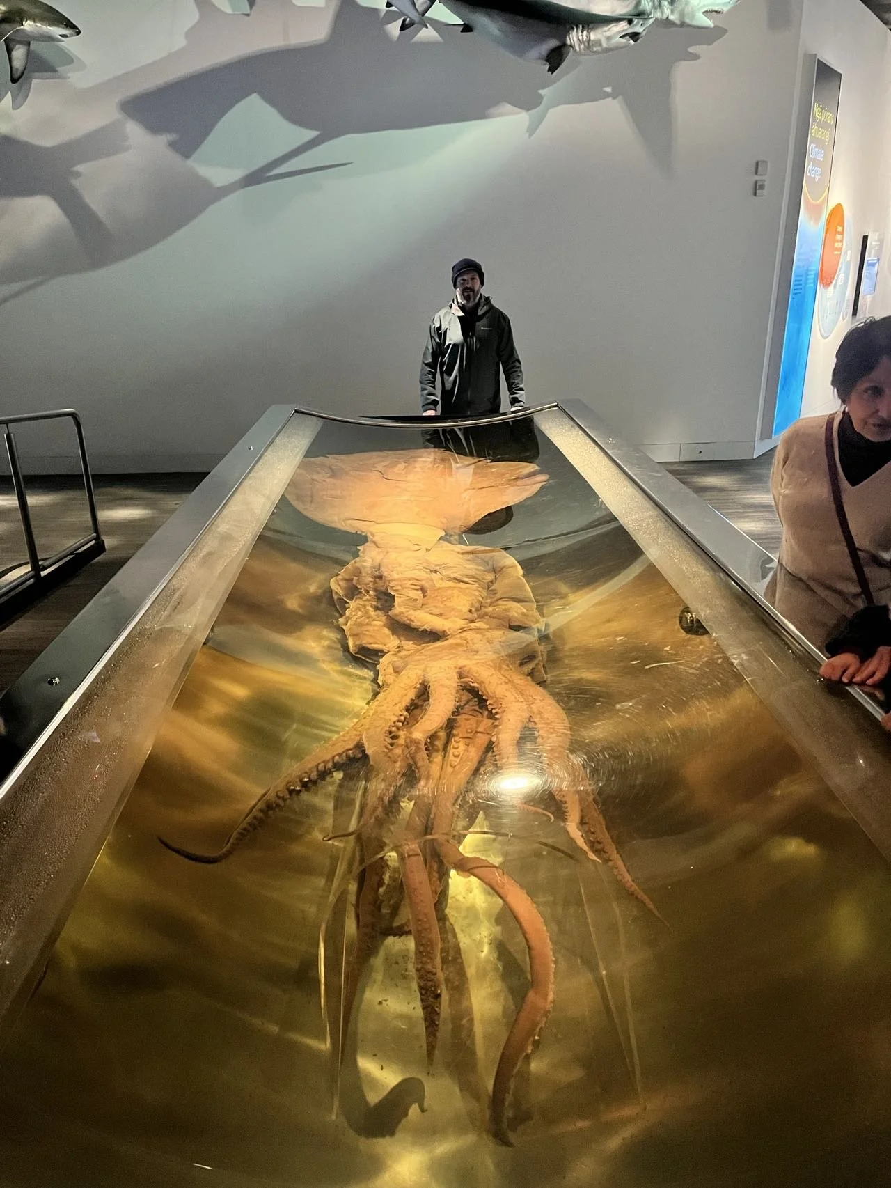 Te Papa Museum Giant Squid with Great North Tours