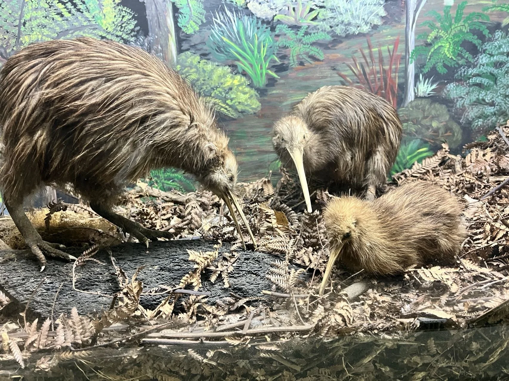 Kiwi House Otorohanga