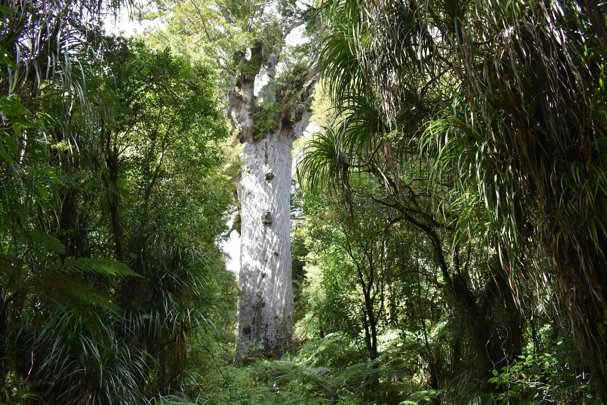 Tane Mahuta, uno de los &aacute;rboles kauri m&aacute;s grandes que quedan en Nueva Zelanda