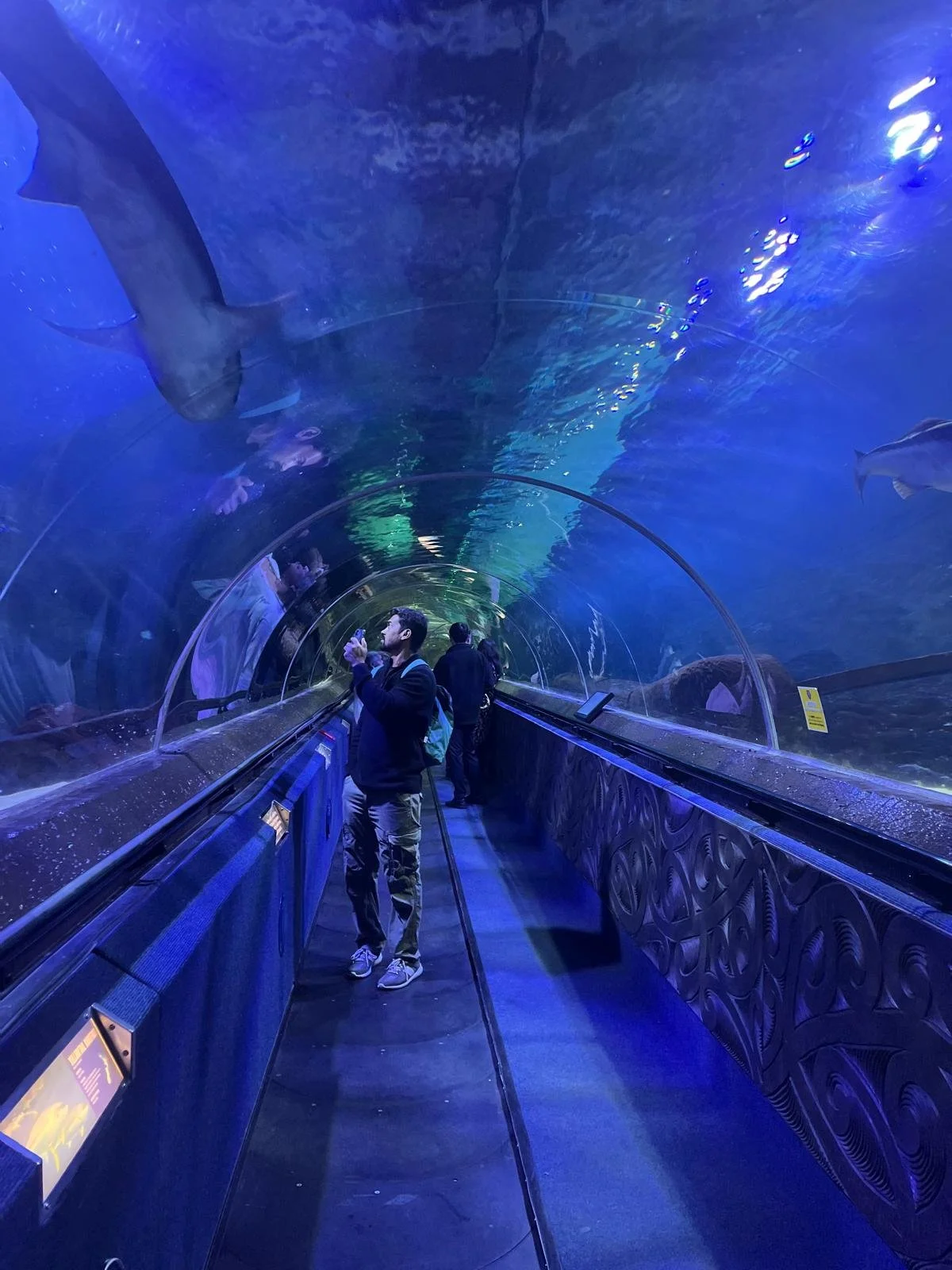 Kelly Tarltons Underwater World Aquarium in Auckland with Great North Tours
