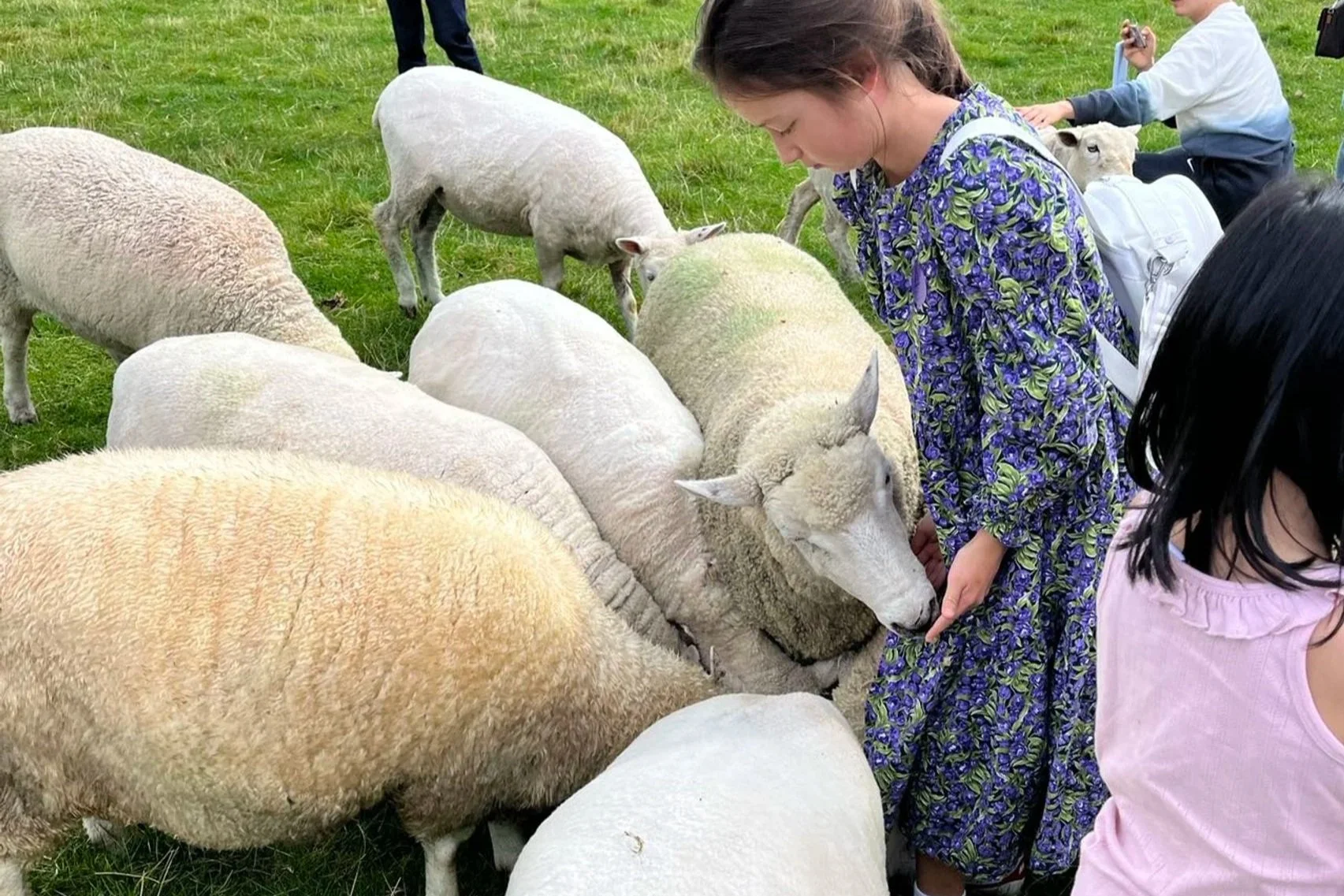 Esquila de ovejas vivas y exposici&oacute;n agr&iacute;cola en Agrodome Rotorua. Tours privados premium para familias de Great North Tours.
