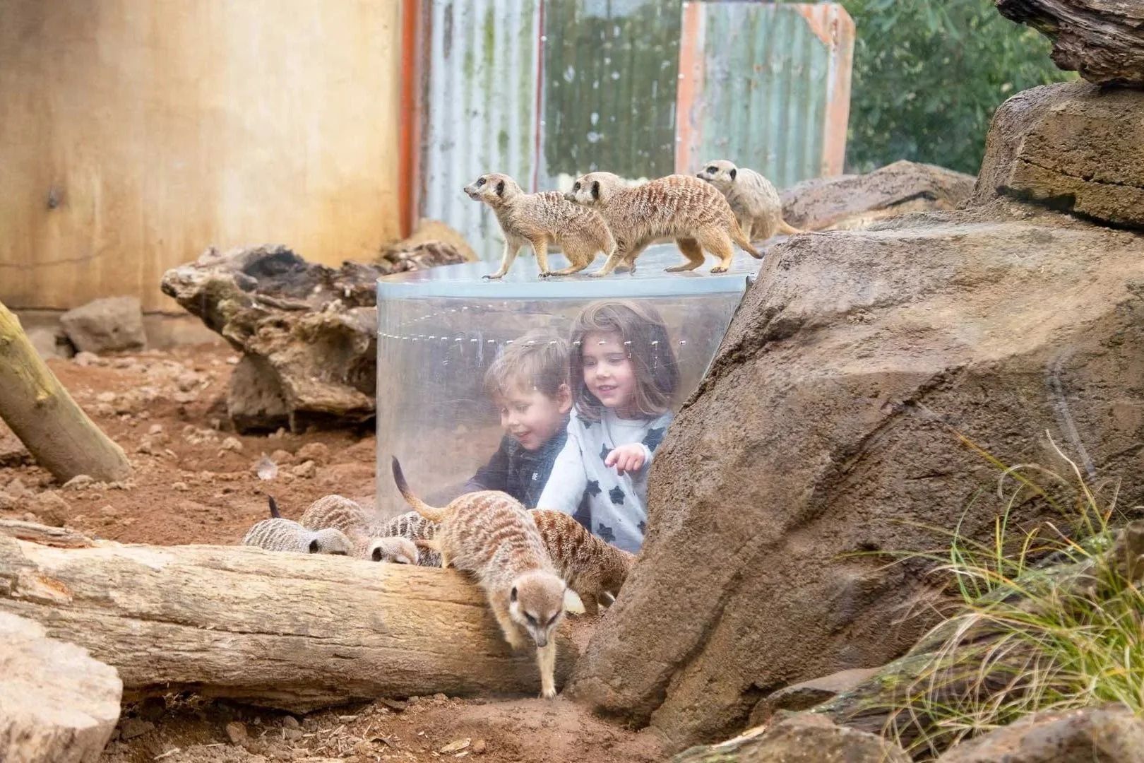 Encuentros de conservaci&oacute;n y vida silvestre en el Zool&oacute;gico de Auckland. Transporte familiar privado y excursiones de un d&iacute;a de Great North Tours.