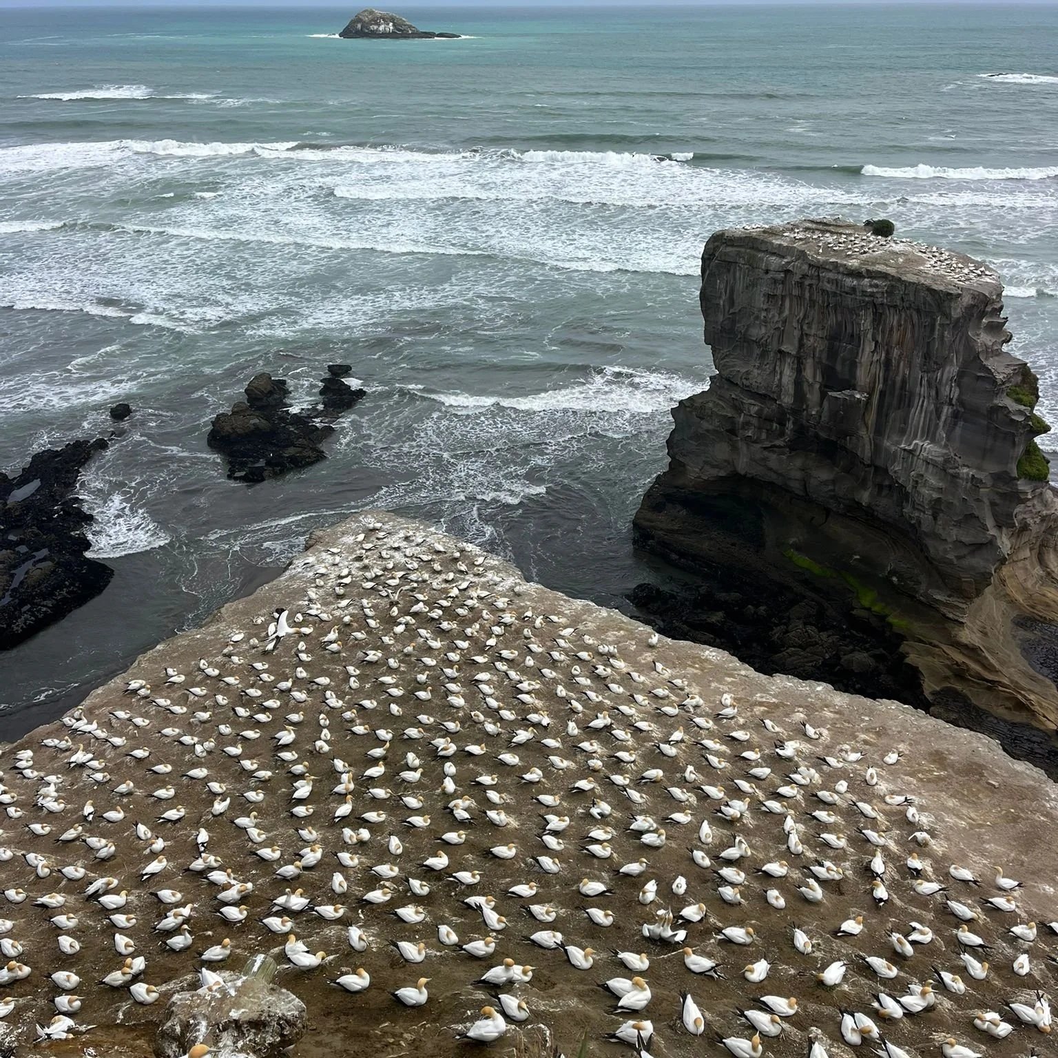 vista costera de la colonia de alcatraces de muriwai con great north tours