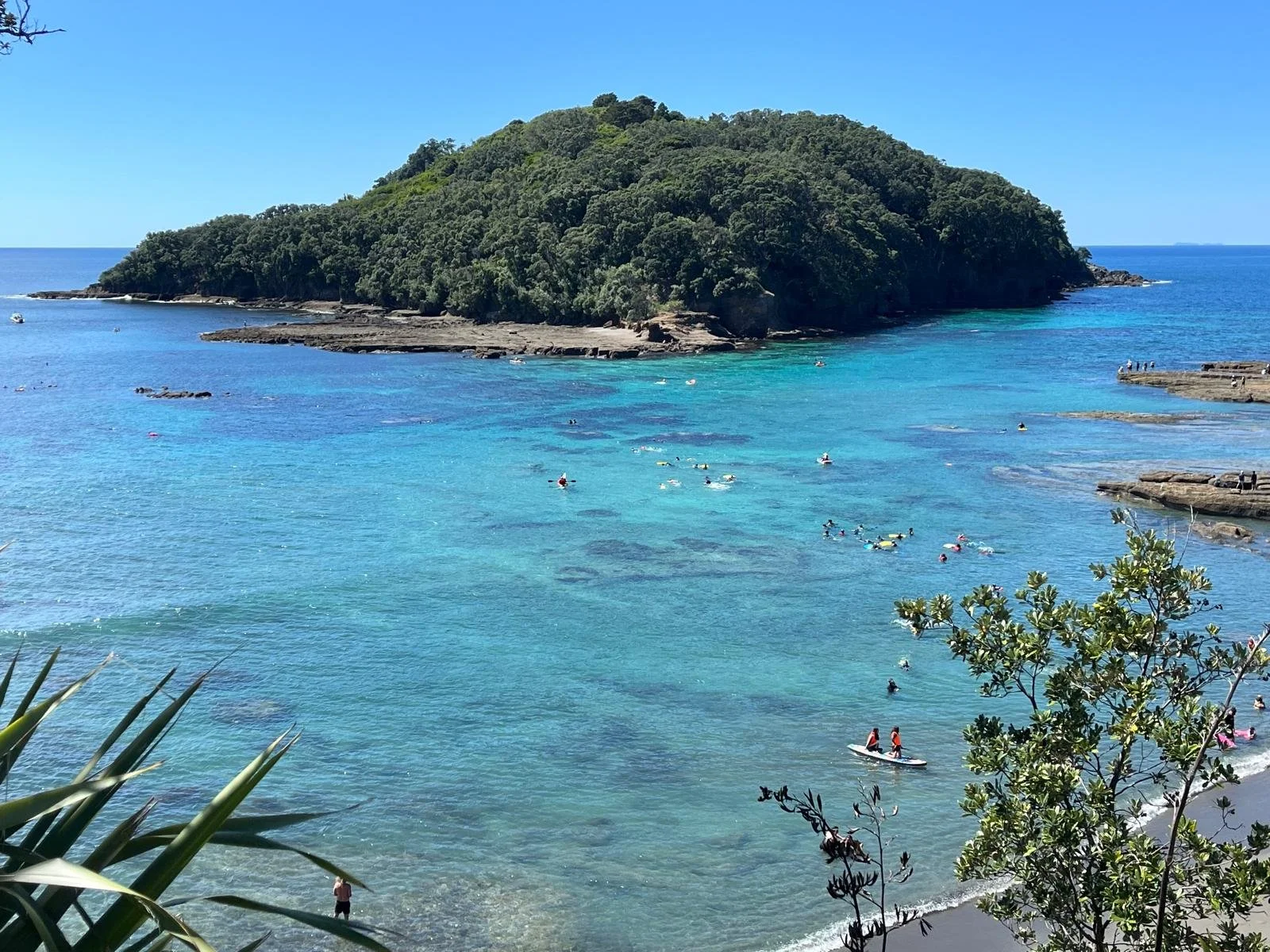 Snorkeling at Goat Island Marine Reserve North of Auckland