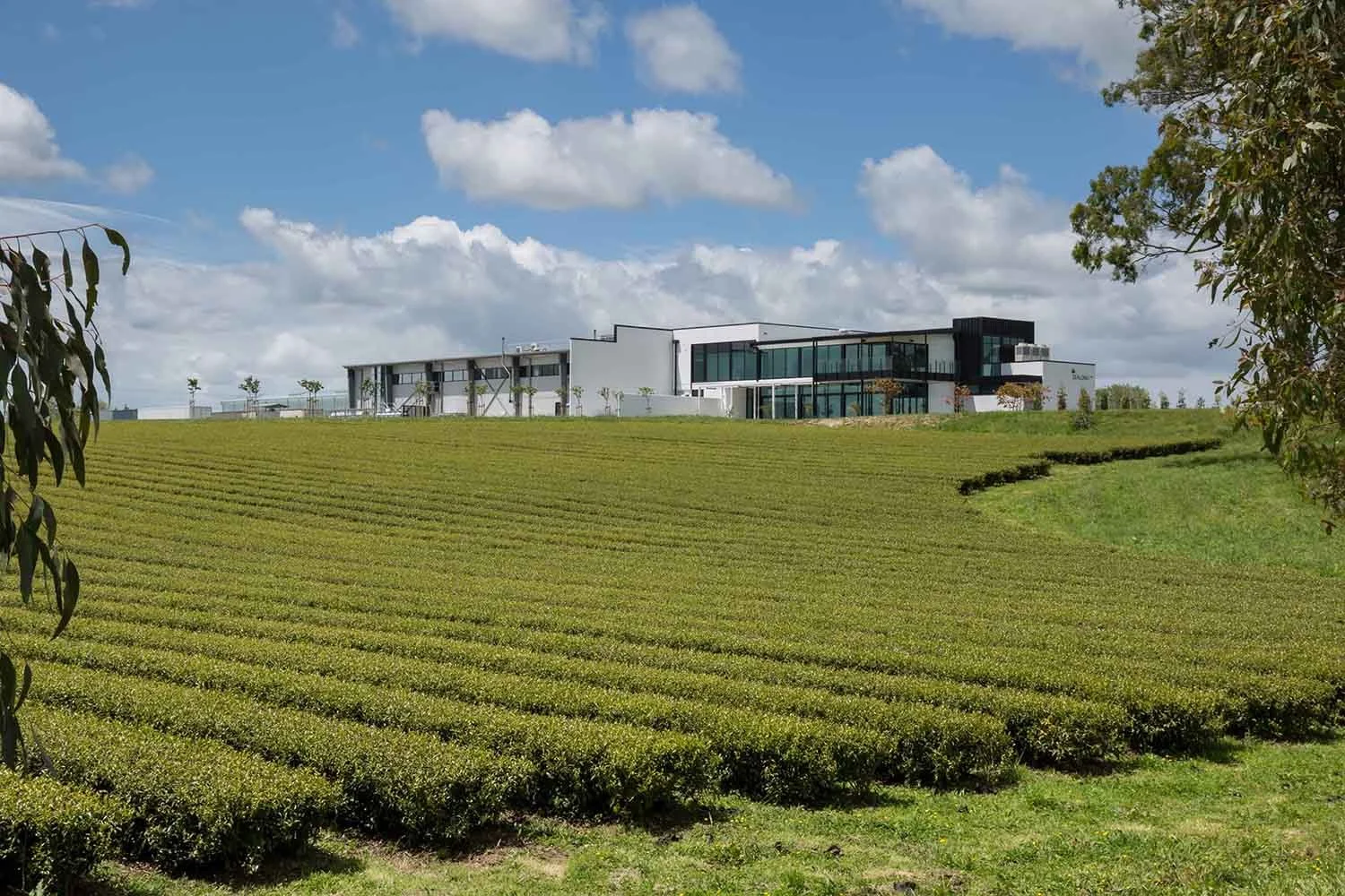 D&eacute;gustation de th&eacute; et visites du domaine au Zealong Tea Estate, Hamilton. Exp&eacute;riences locales haut de gamme &agrave; Waikato.