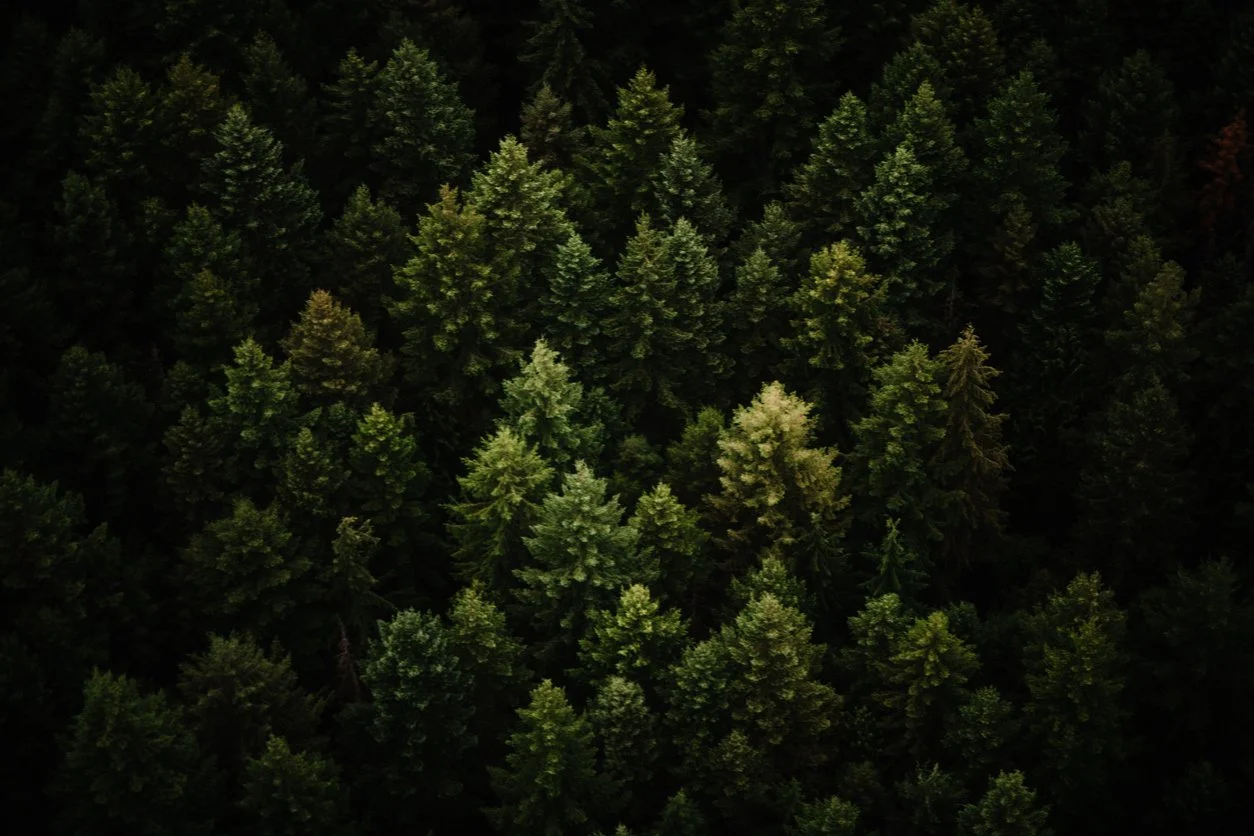 Forest sector plan ‘provides clear path forward’: Hodgson