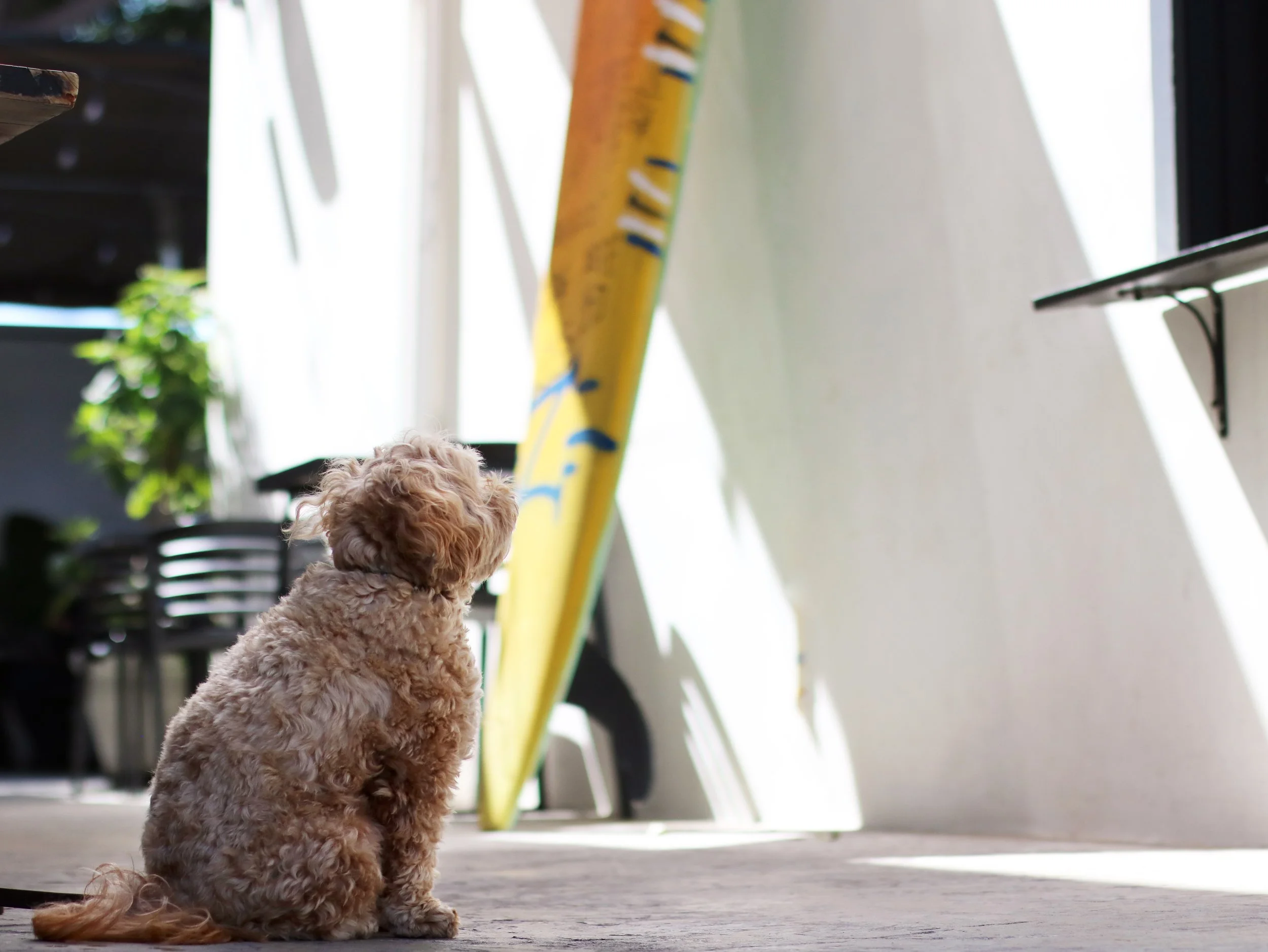 Dog, Clara, patiently waiting for food from Augie's on Main pickup window