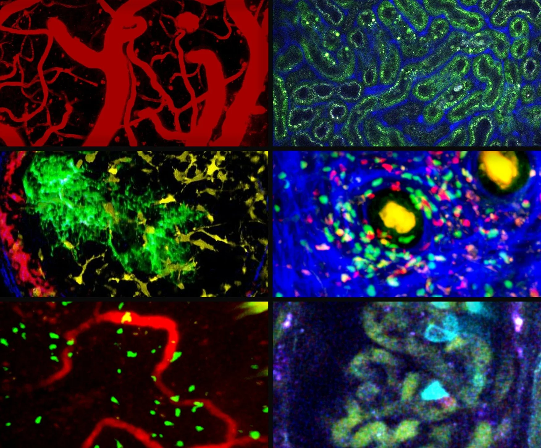 Six intravital microscopy images from the symposium cover