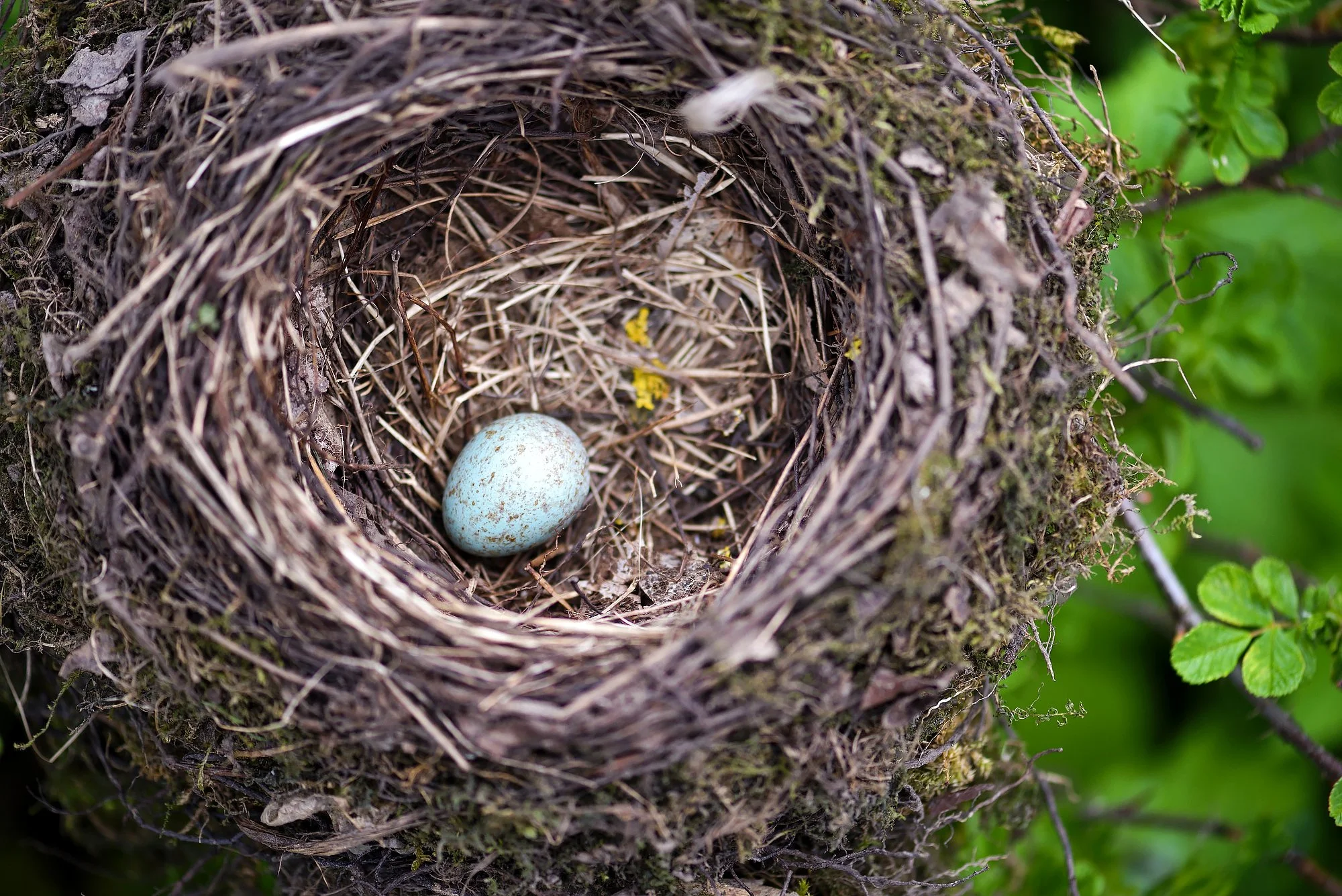 Acupuncture for Diminished Ovarian Reserve: A Supportive, Evidence-Informed Path to Fertility
