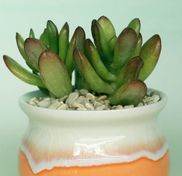 Crassula ovata ‘Hobbit’