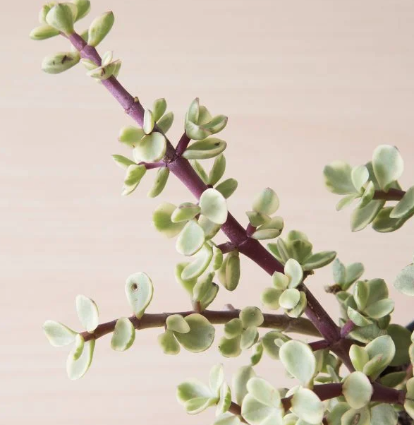 Portulacaria afra