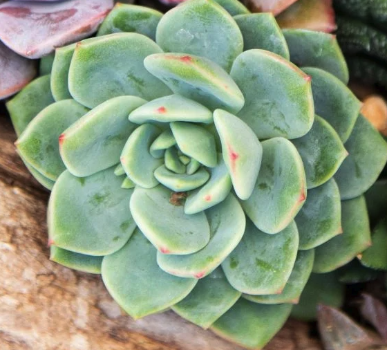 Echeverria colorata