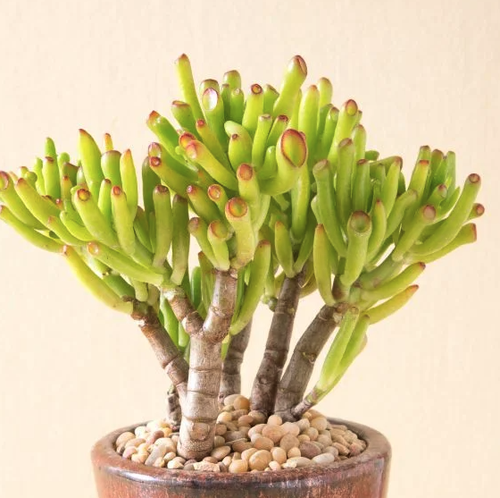 Crassula ovata ‘Gollum’