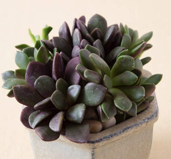 Anacampseros rufescens