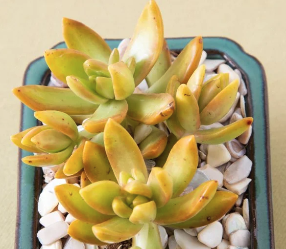 Potted succulent plant with green and yellow leaves on white pebbles in a rectangular ceramic planter.