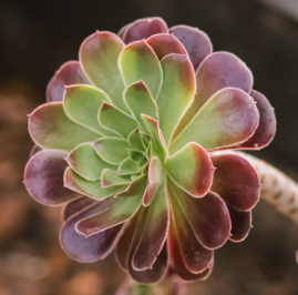 Aeonium arboreum ‘Zwartkop’